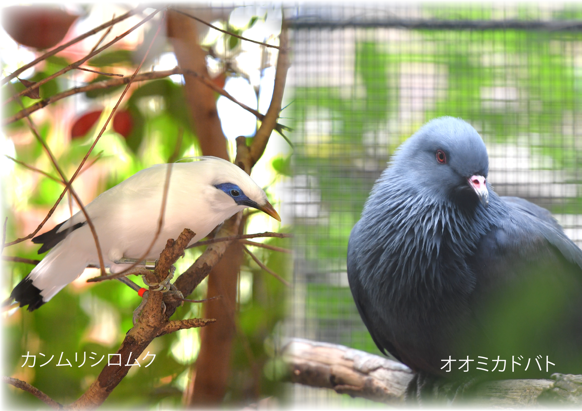 カンムリシロムク・オオミカドバト.png