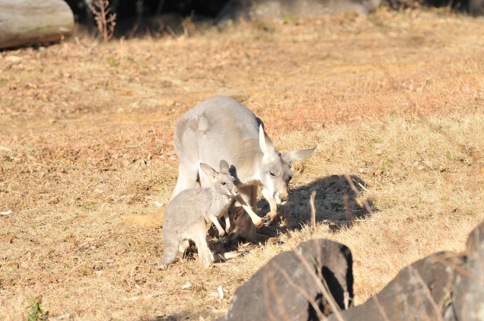 ２頭の赤ちゃんカンガルーとお母さんカンガルー (7).jpg
