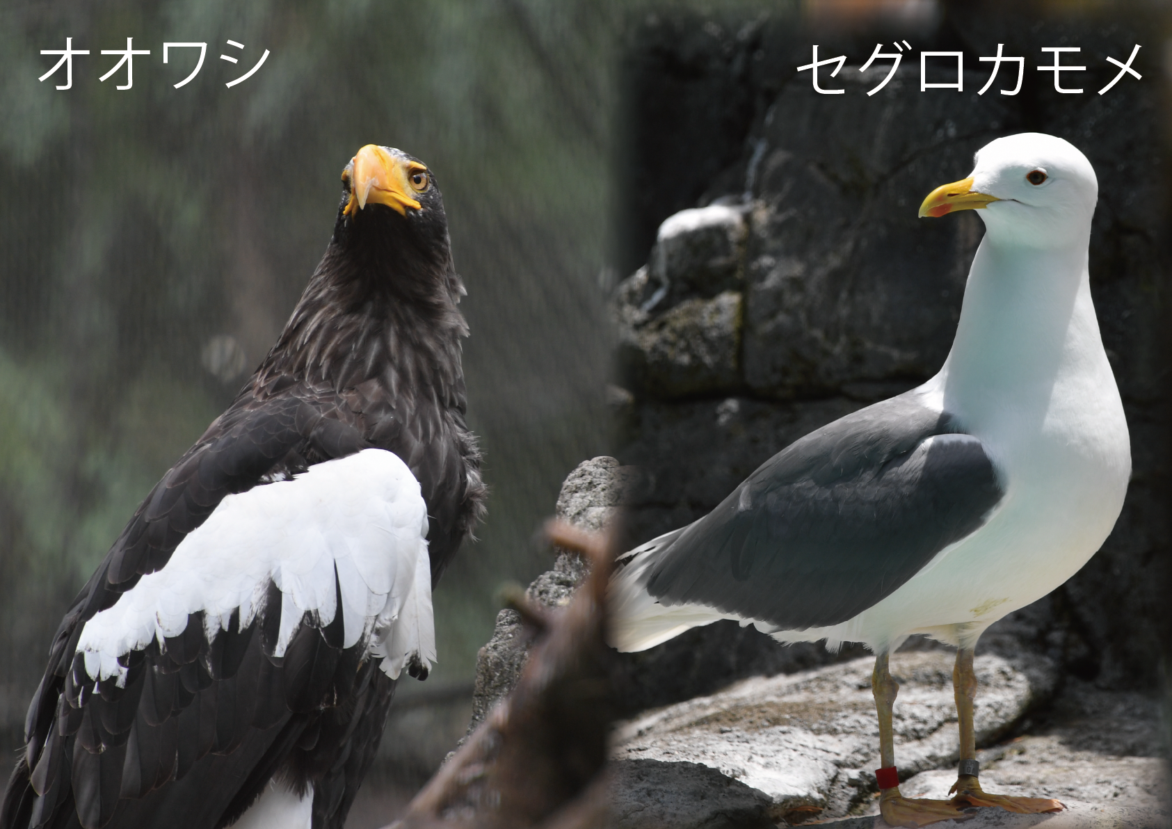 ⑫オオワシ・セグロカモメ.png