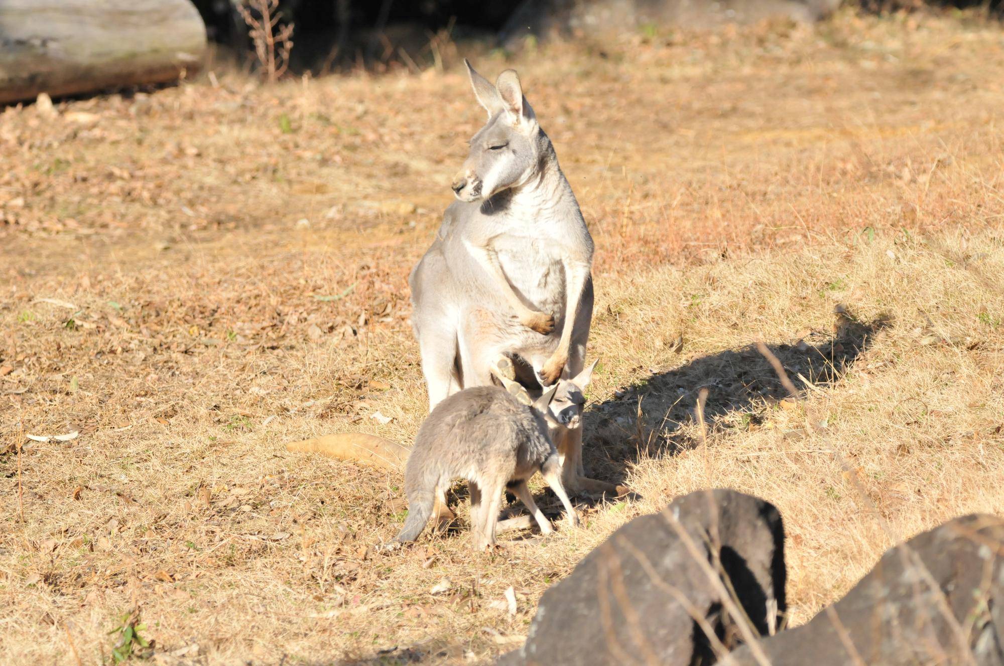 ２頭の赤ちゃんカンガルーとお母さんカンガルー (1).jpg