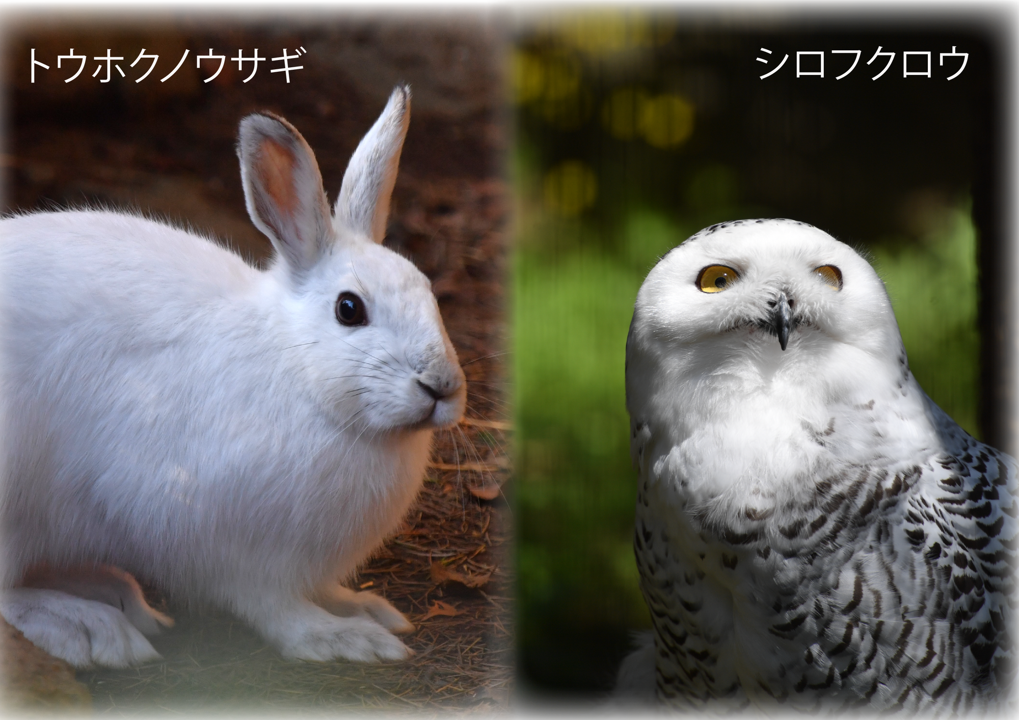 ㉓トウホクノウサギ・シロフクロウ.png