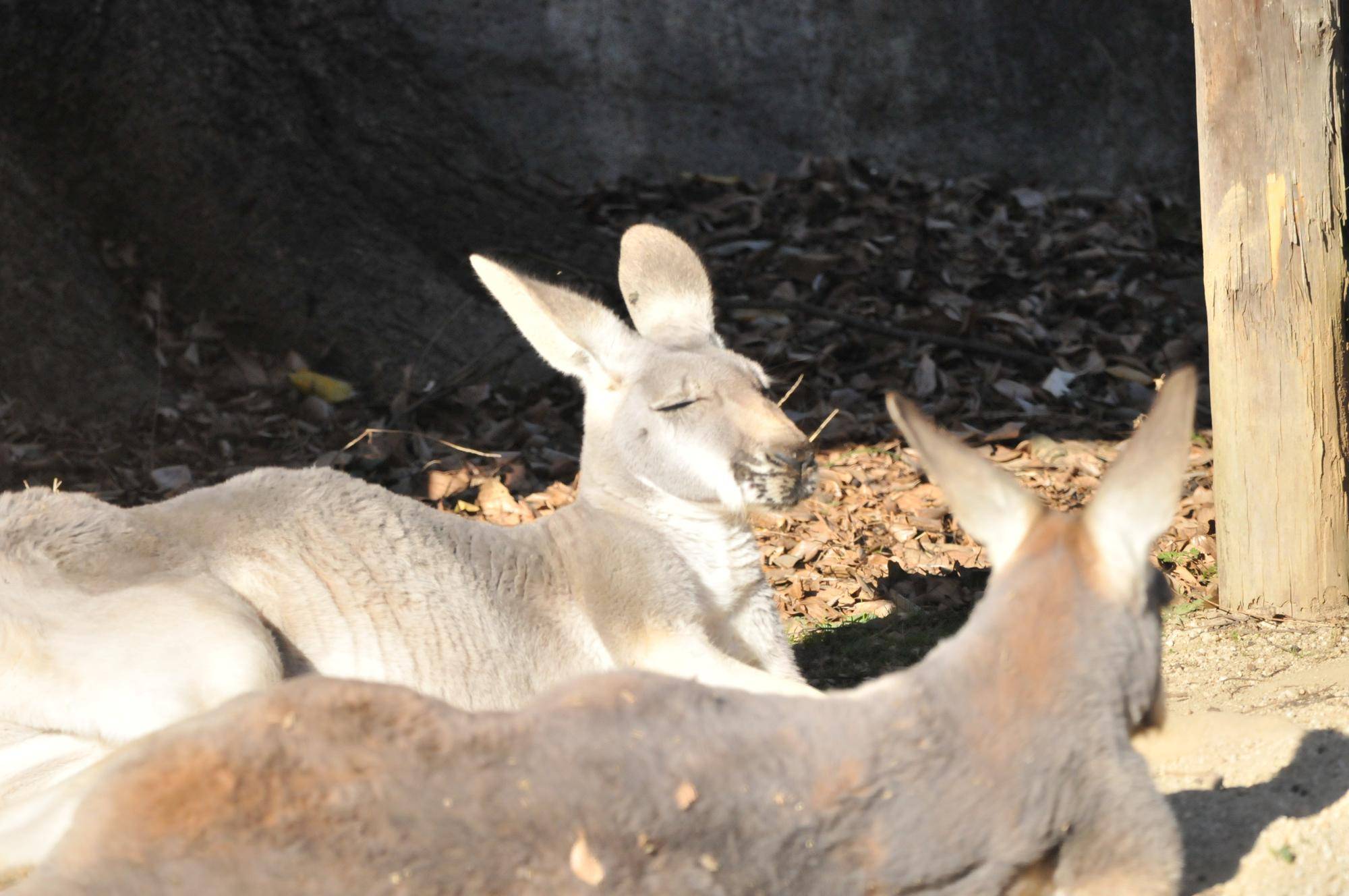 うとうとしているカンガルー.jpg