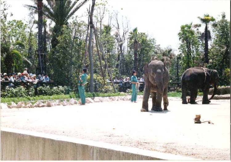 インドゾウ_1999.jpg