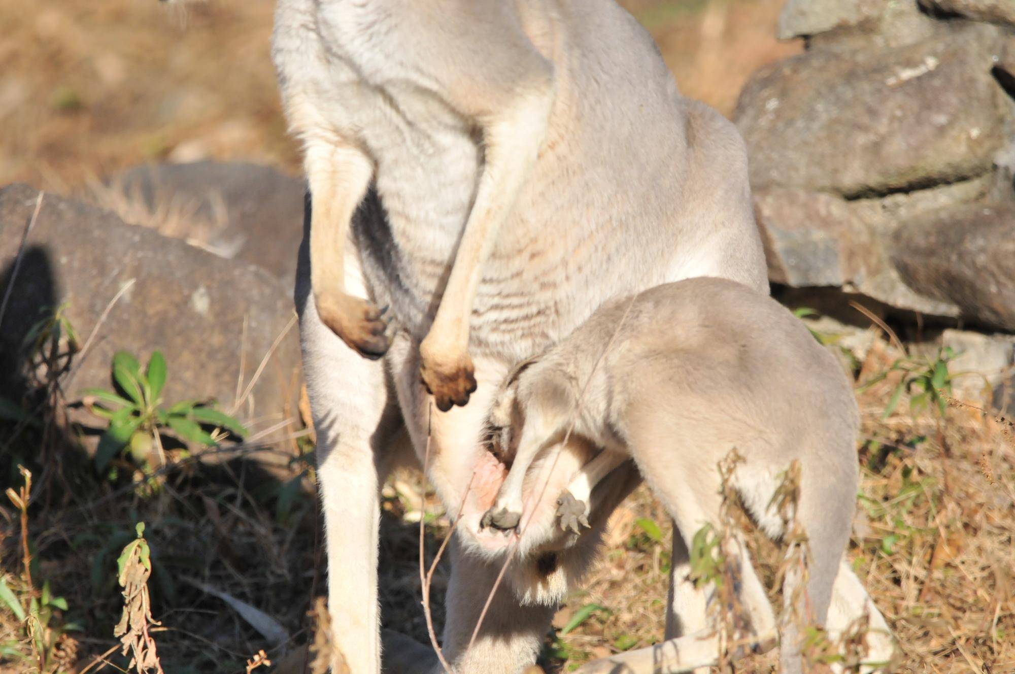 お腹の中へ (2).jpg