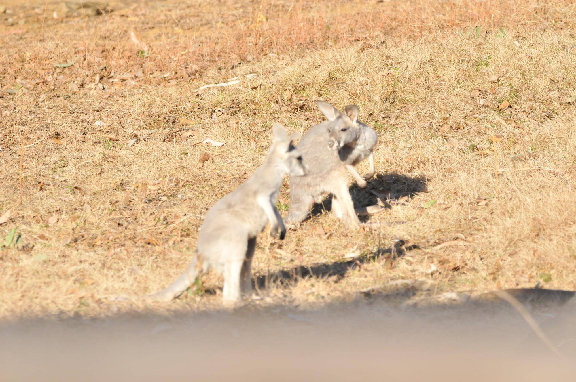 ２頭の赤ちゃんカンガルーとお母さんカンガルー (5).jpg