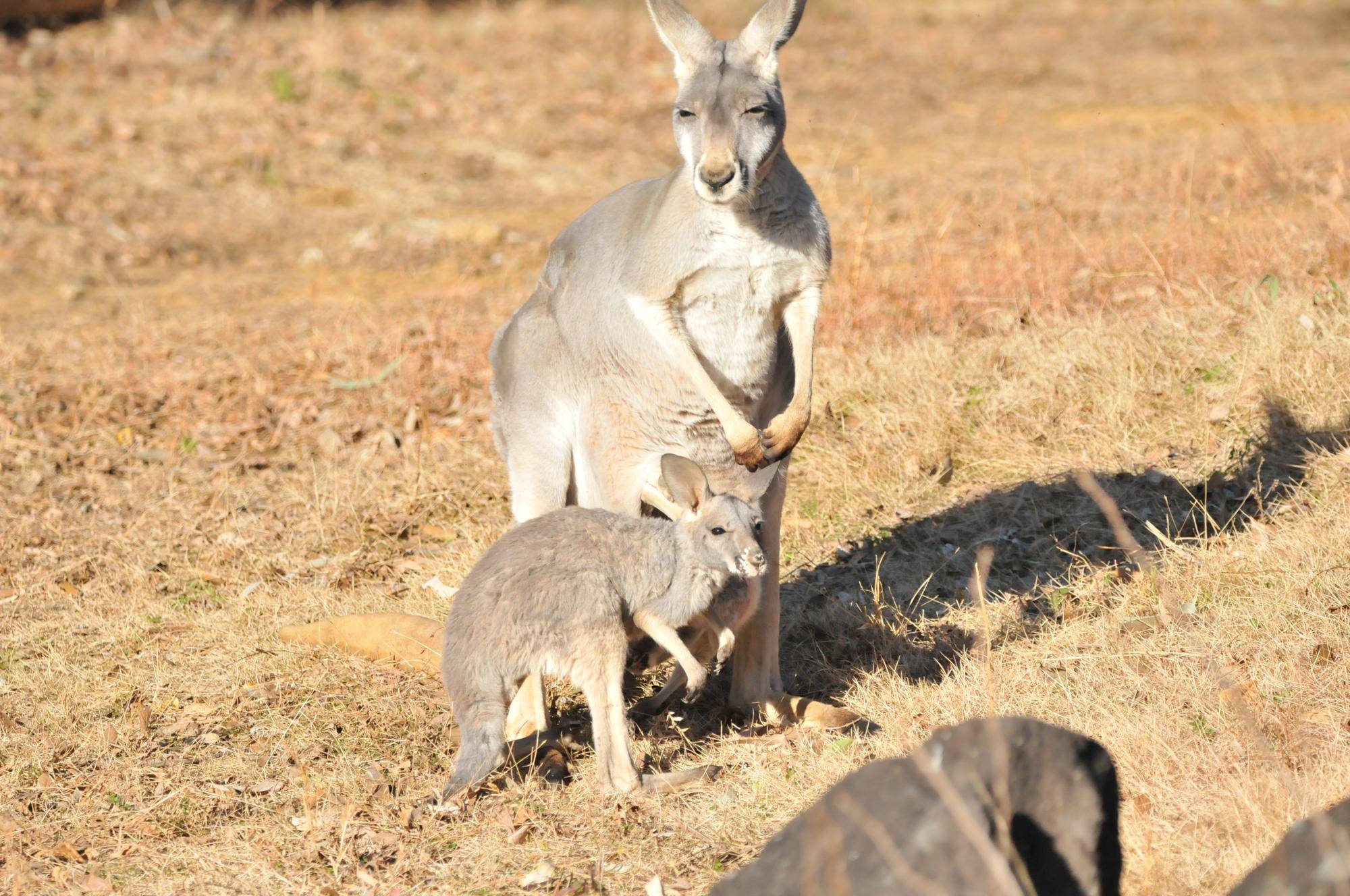 ２頭の赤ちゃんカンガルーとお母さんカンガルー (3).jpg
