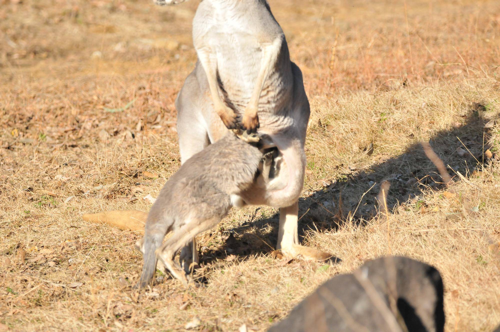 ２頭の赤ちゃんカンガルーとお母さんカンガルー (2).jpg