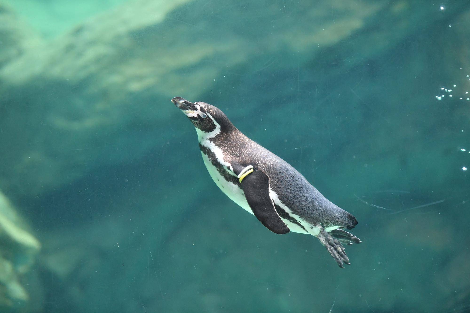 ⑭フンボルトペンギン.jpg