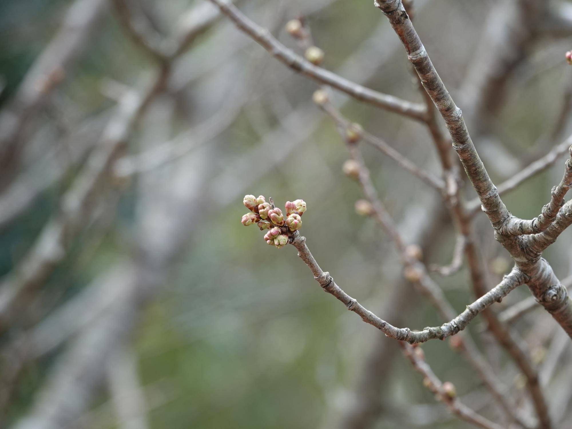 さくらんぼの木 (3).jpg