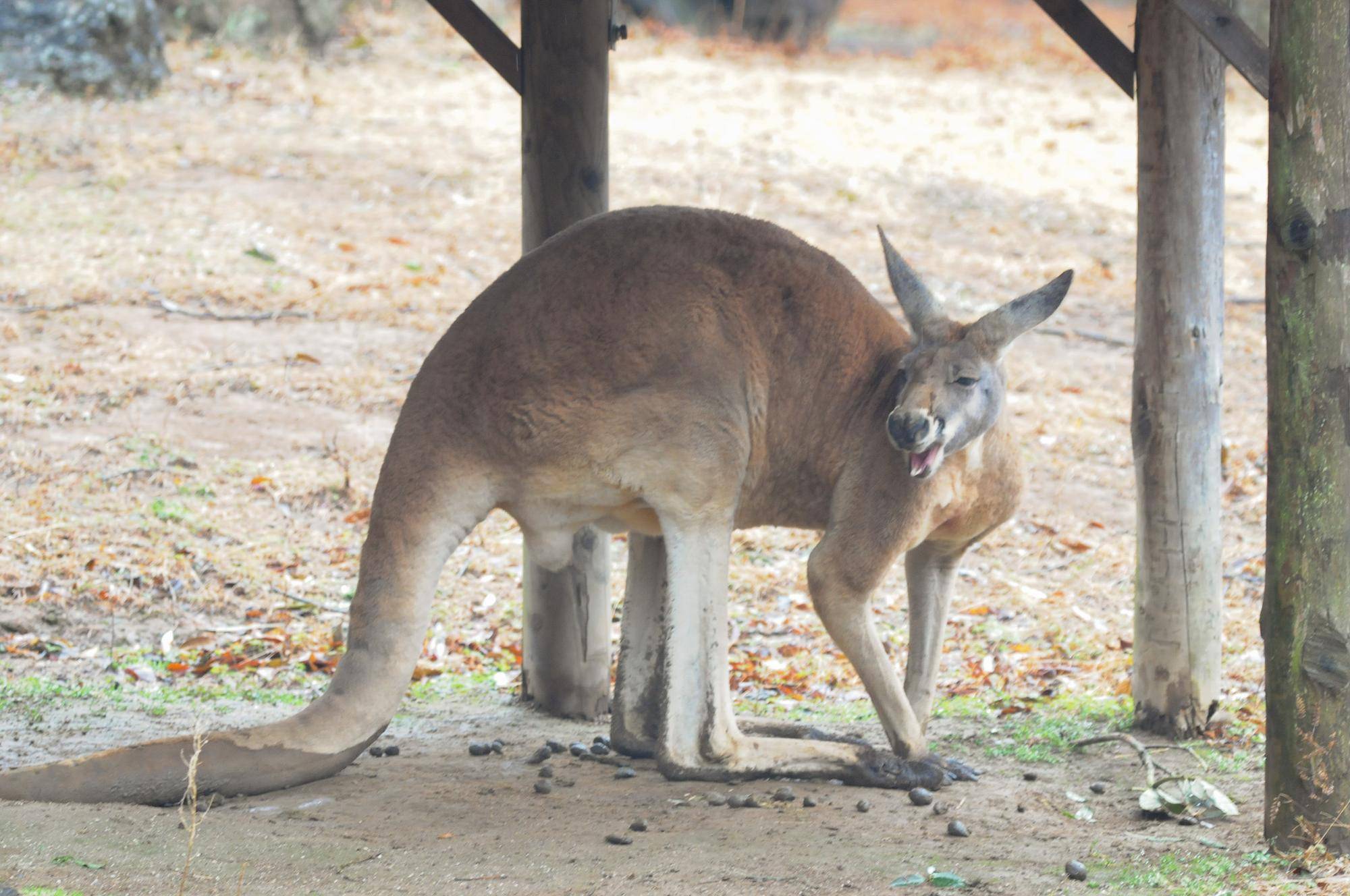 雨の日カンガルー (2).jpg