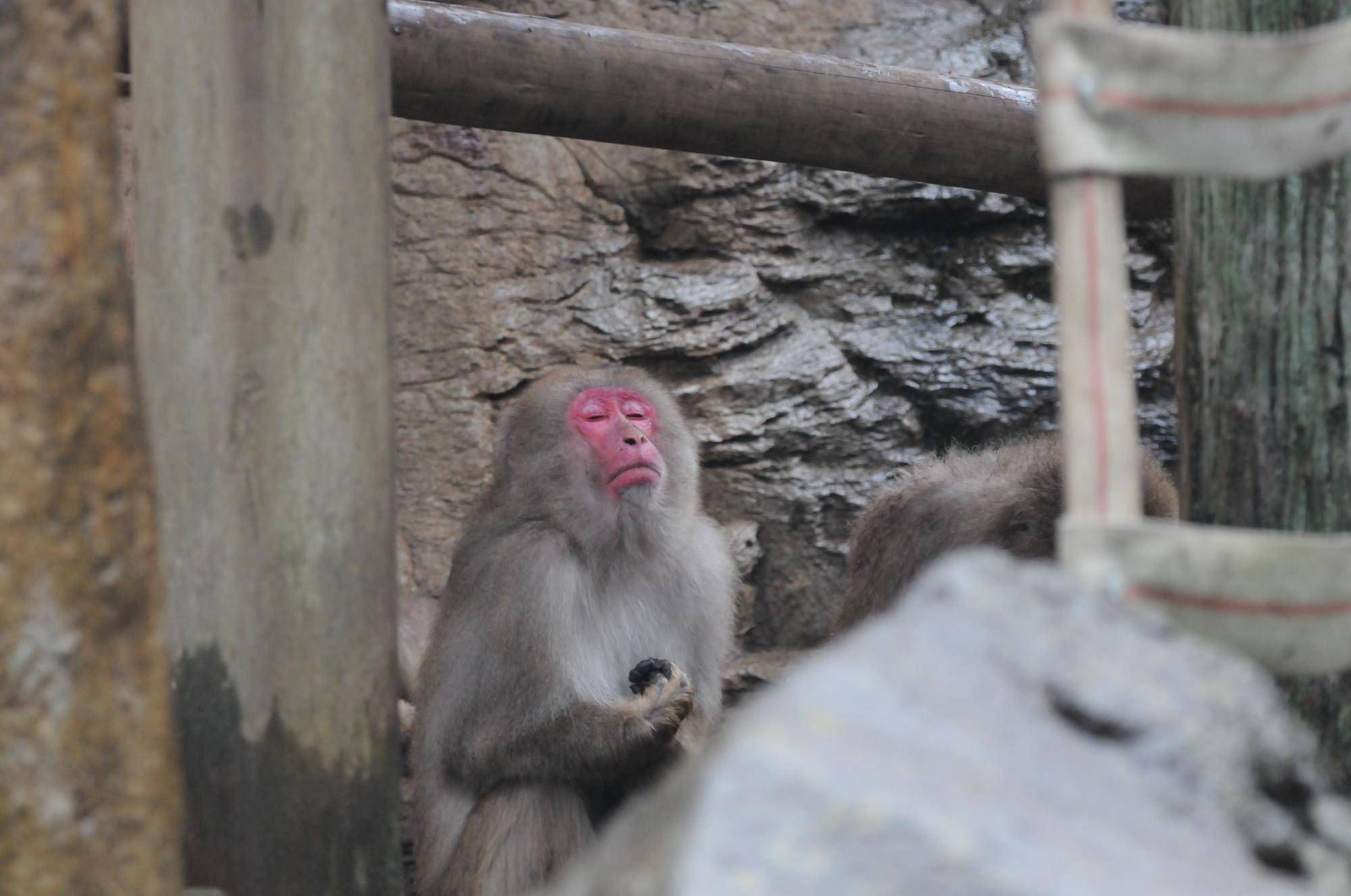 雨のニホンザル (1).jpg
