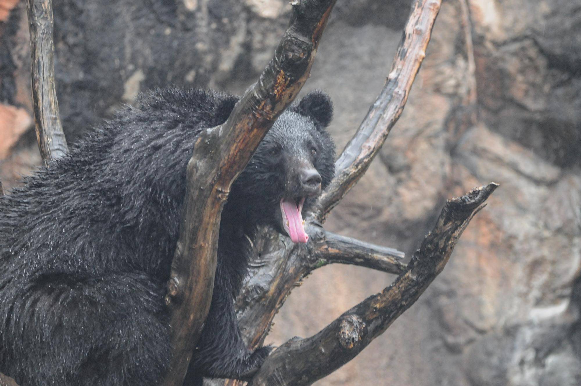 雨の日ツキノワグマ (2).jpg