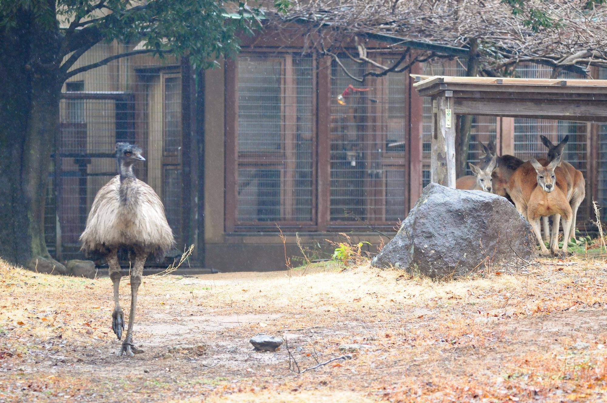 エミューとカンガルー.jpg