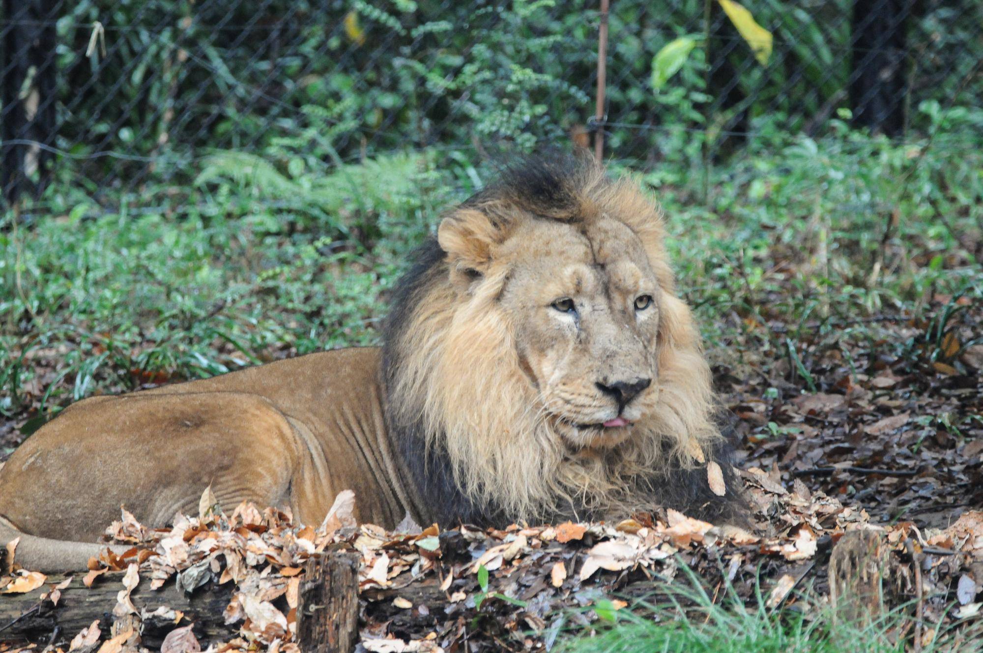 雨の日インドライオン (1).jpg