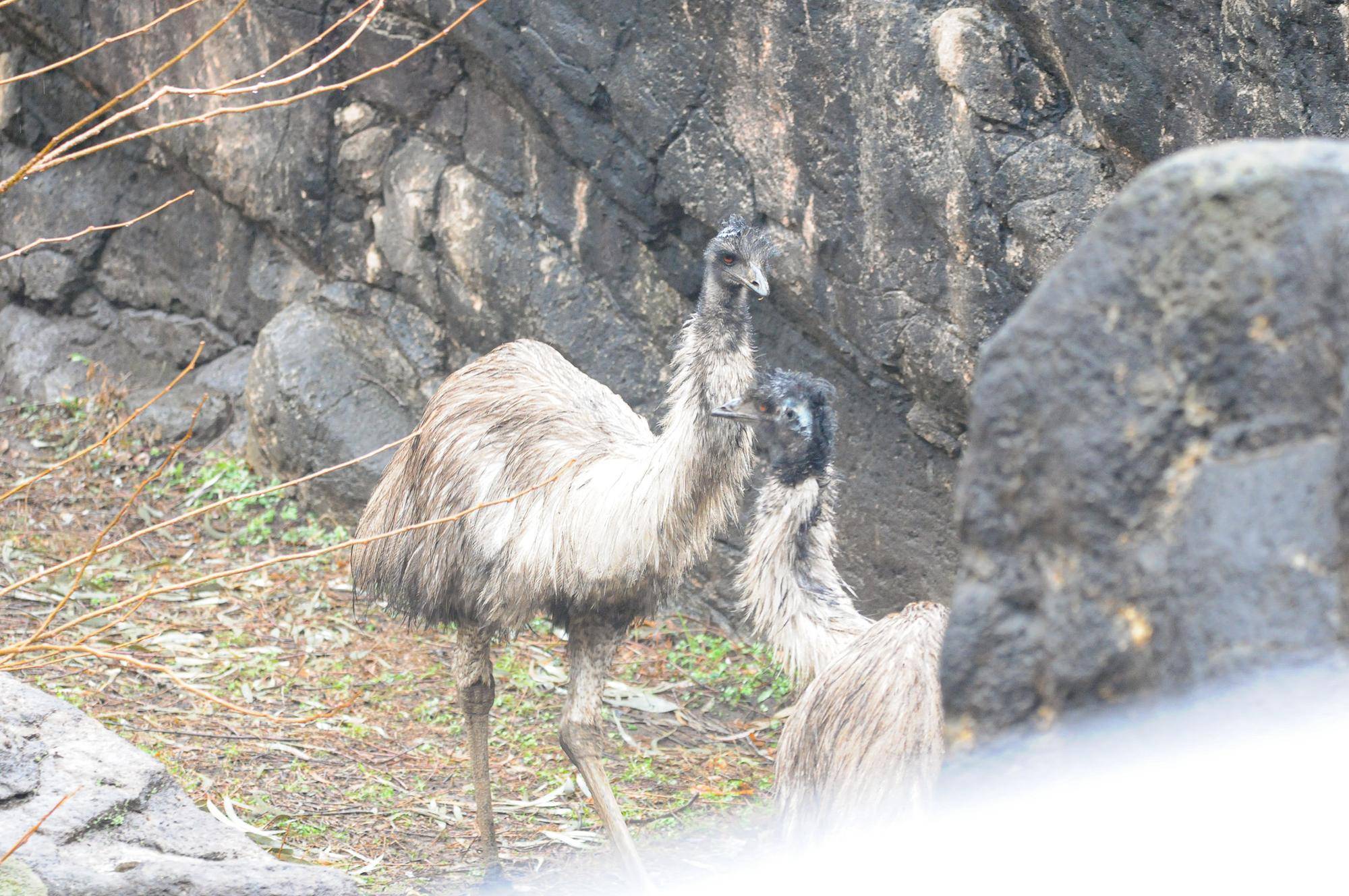 雨の日エミュー (2).jpg