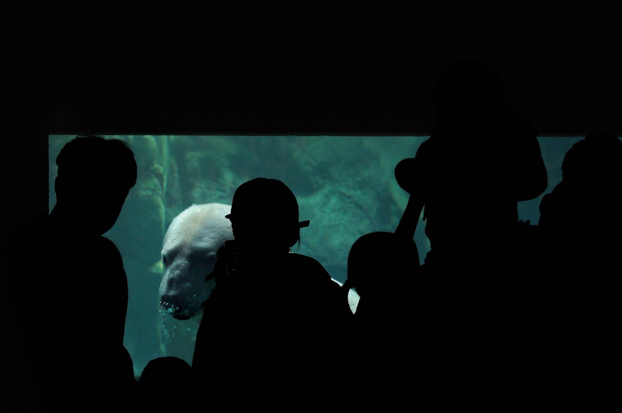 ホッキョクグマの水中ビュー ①.jpg