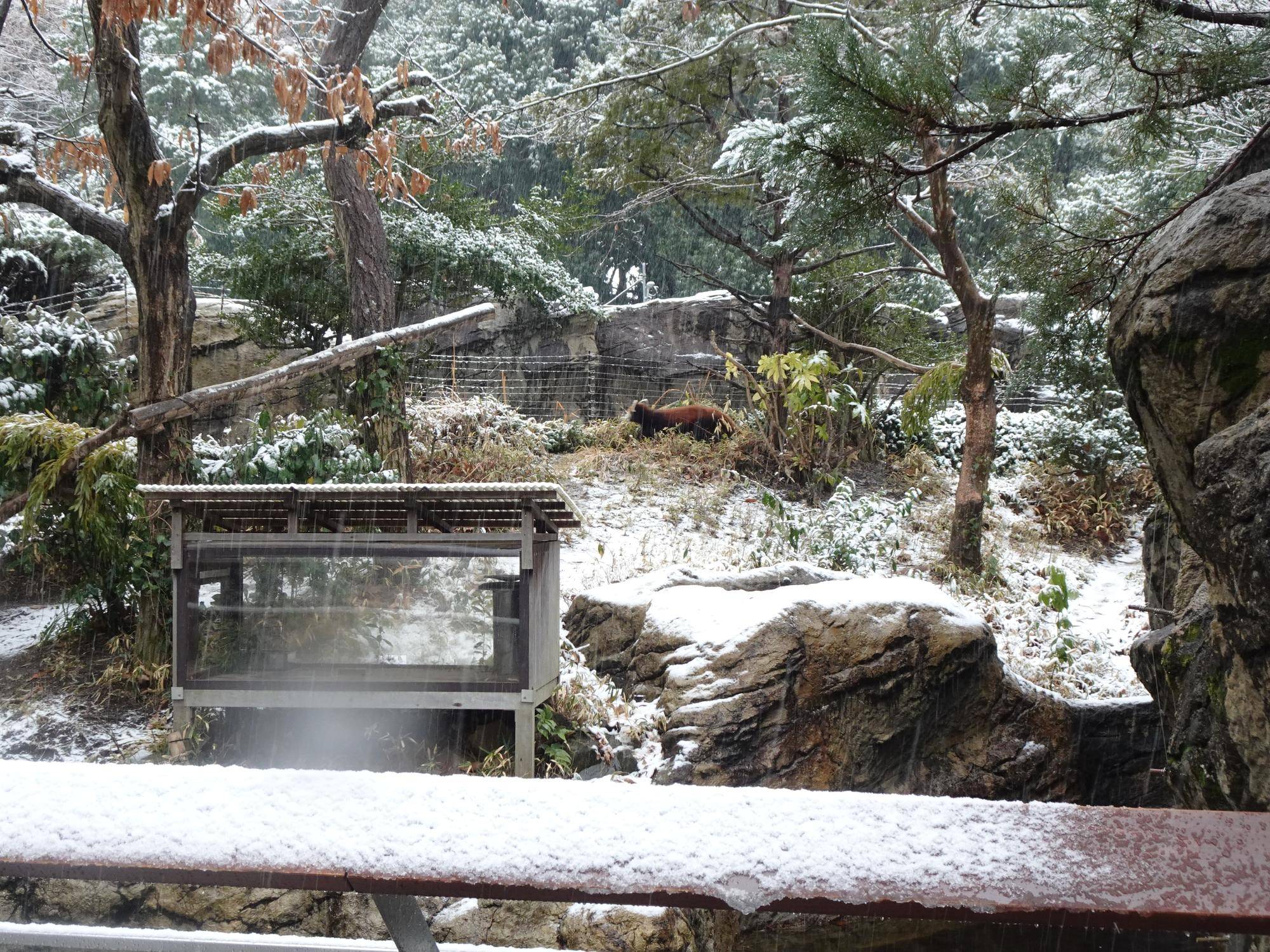 レッサーパンダの展示場.jpg