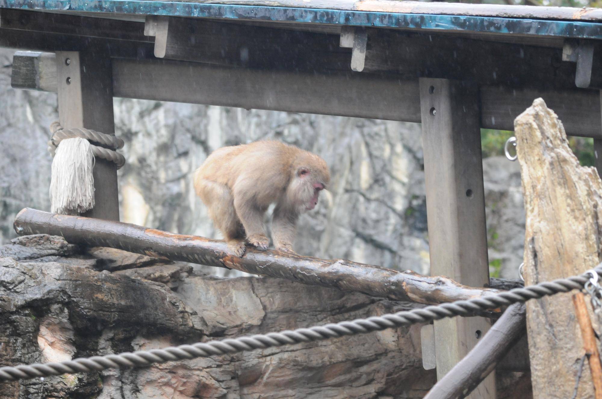 雨のニホンザル.jpg