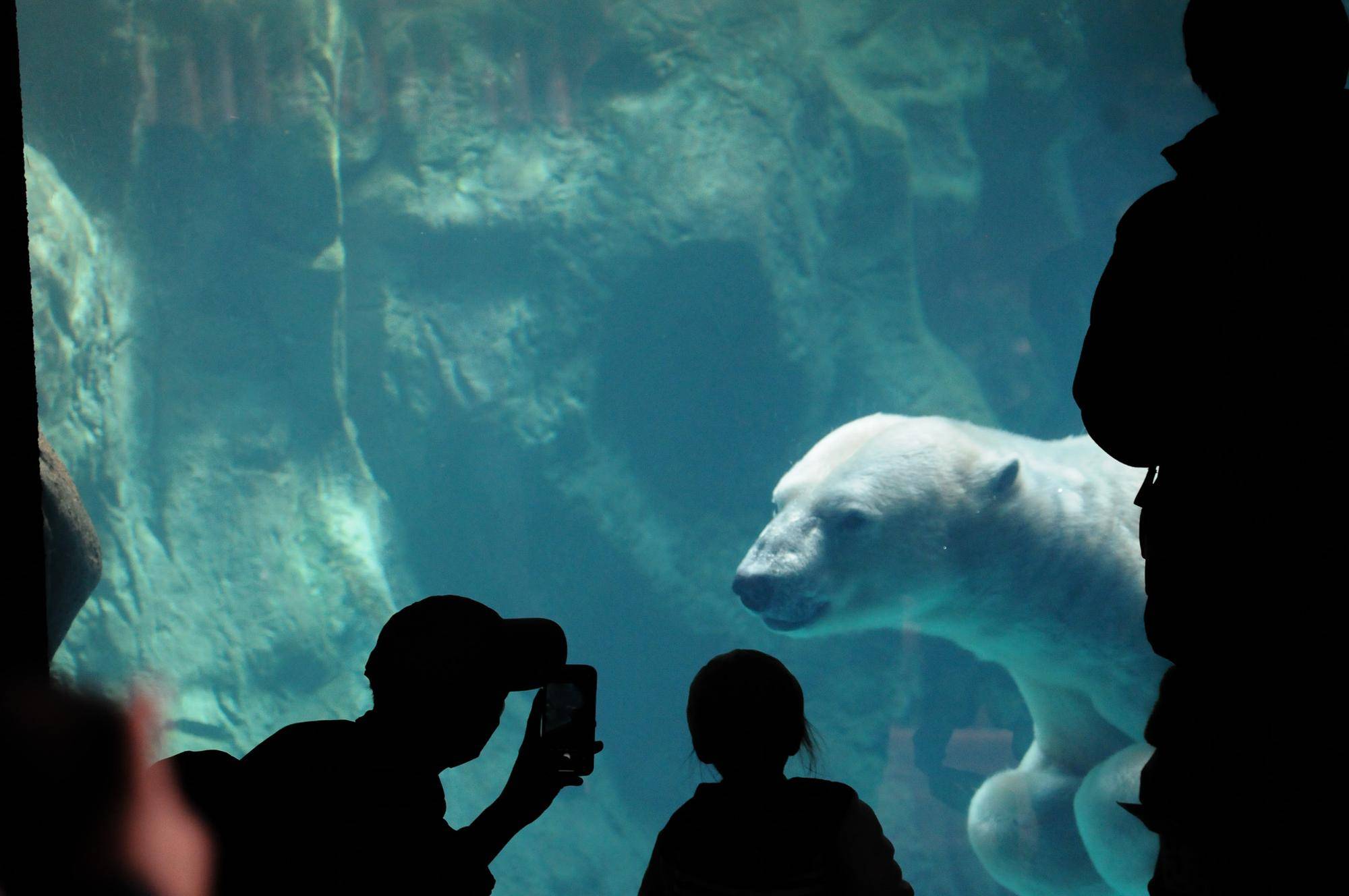 ホッキョクグマの水中ビュー ②.jpg