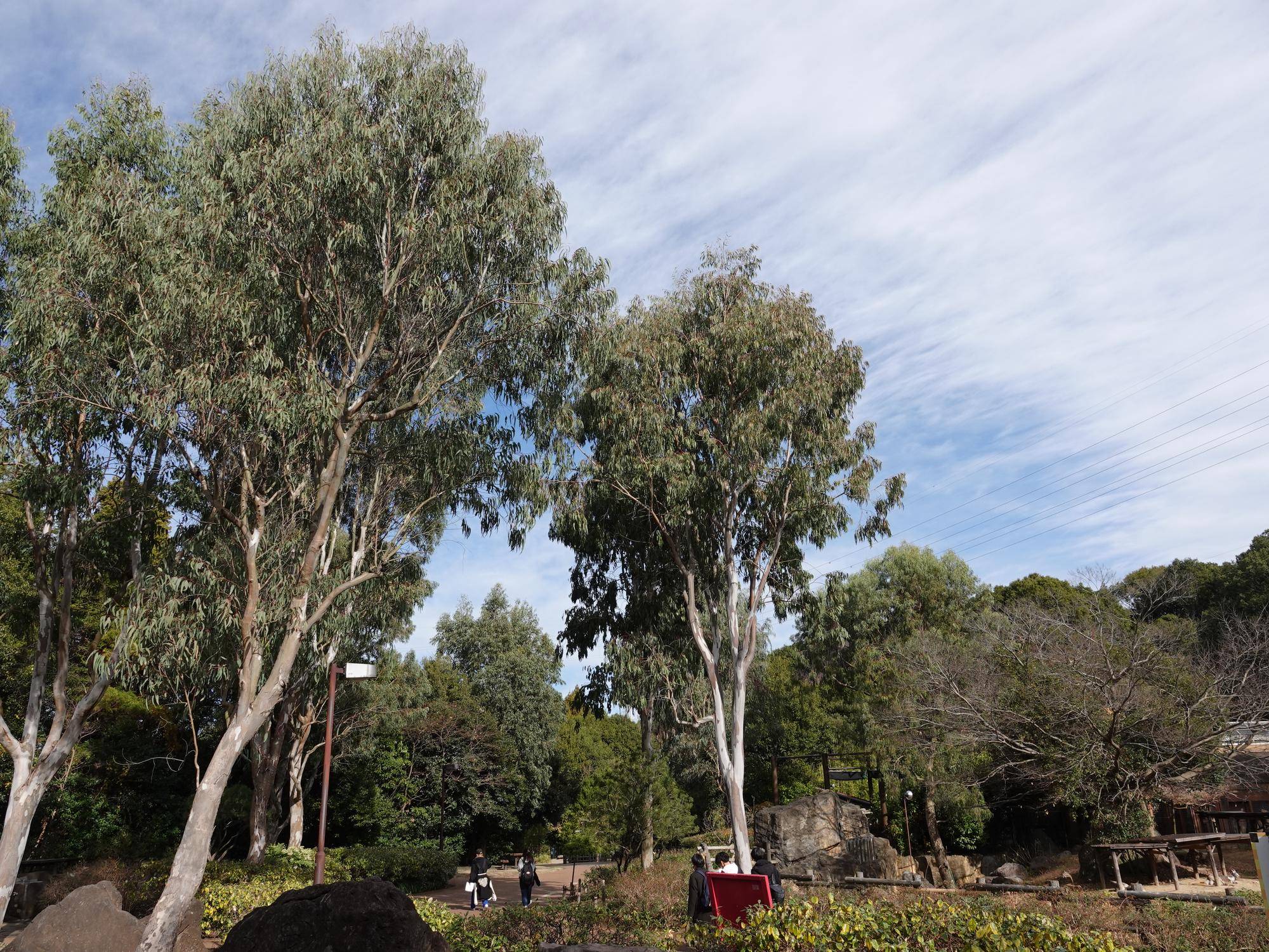 ④ユーカリの木.jpg