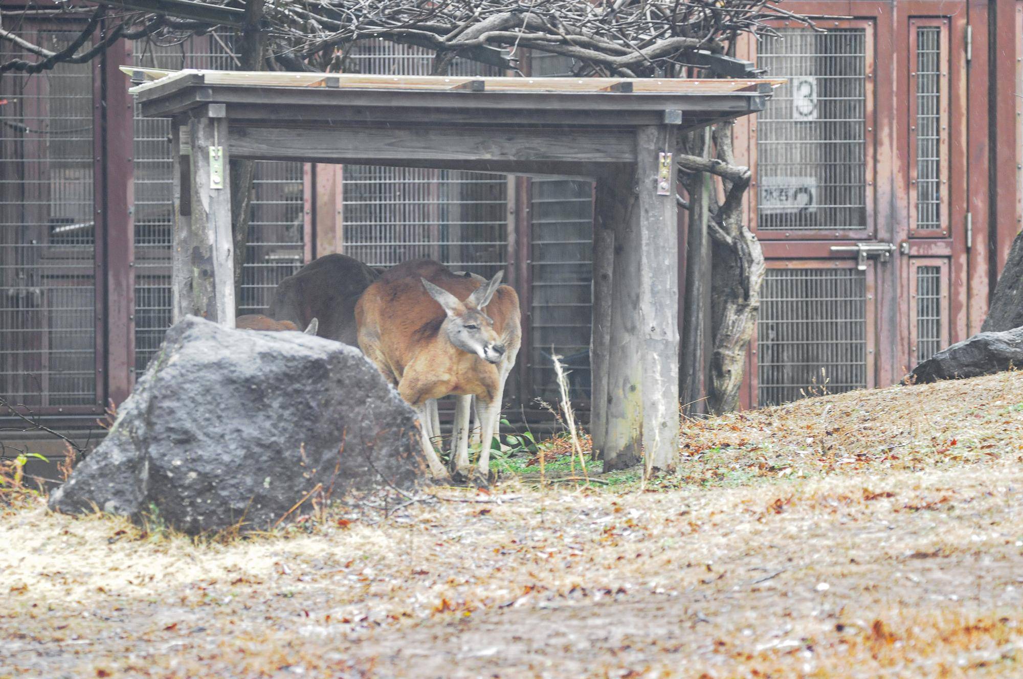 雨の日カンガルー (1).jpg