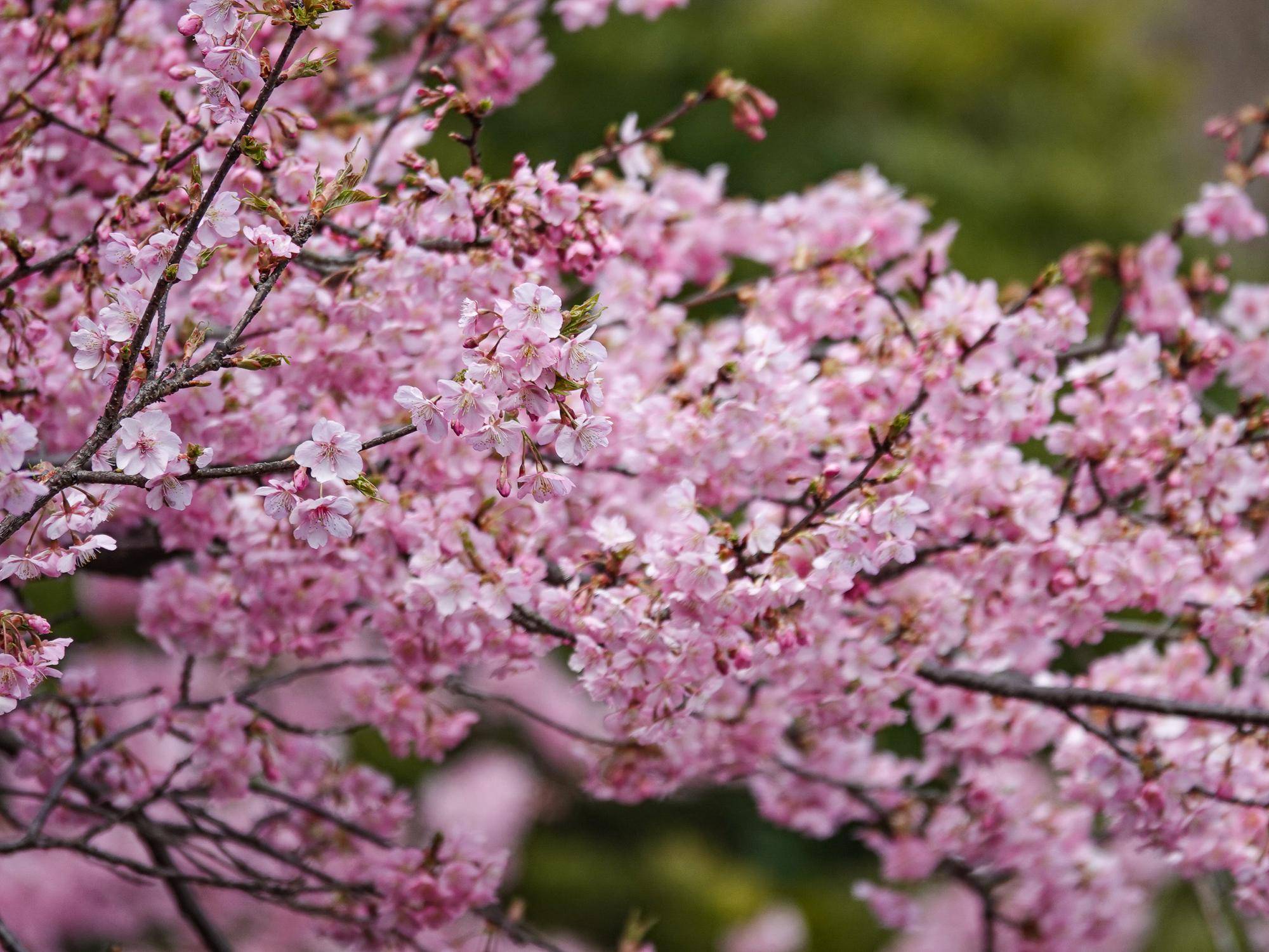 河津桜 0229 (2).jpg