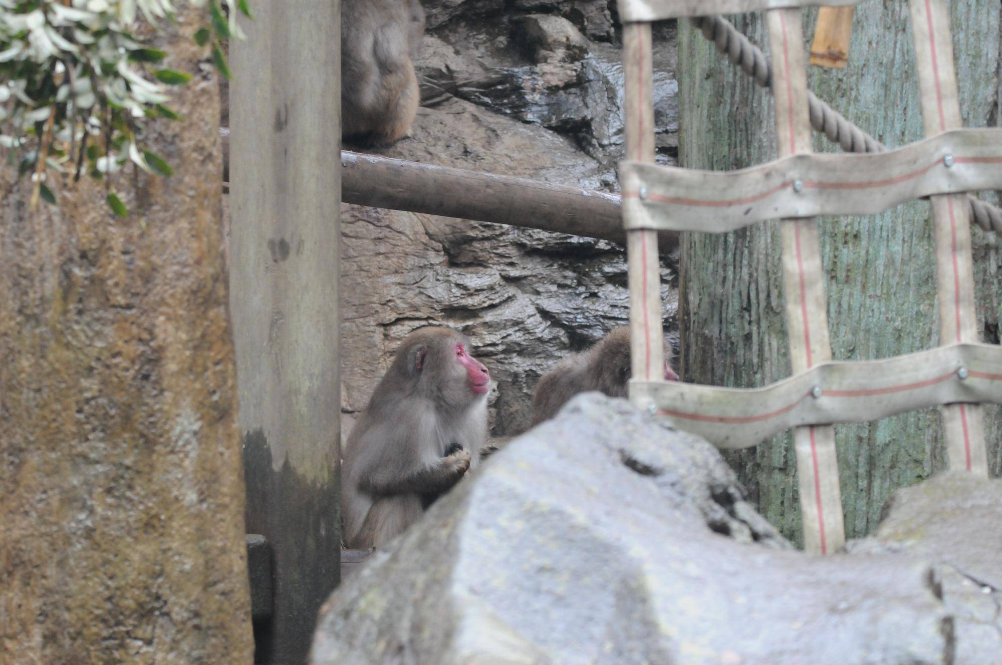 雨のニホンザル (2).jpg