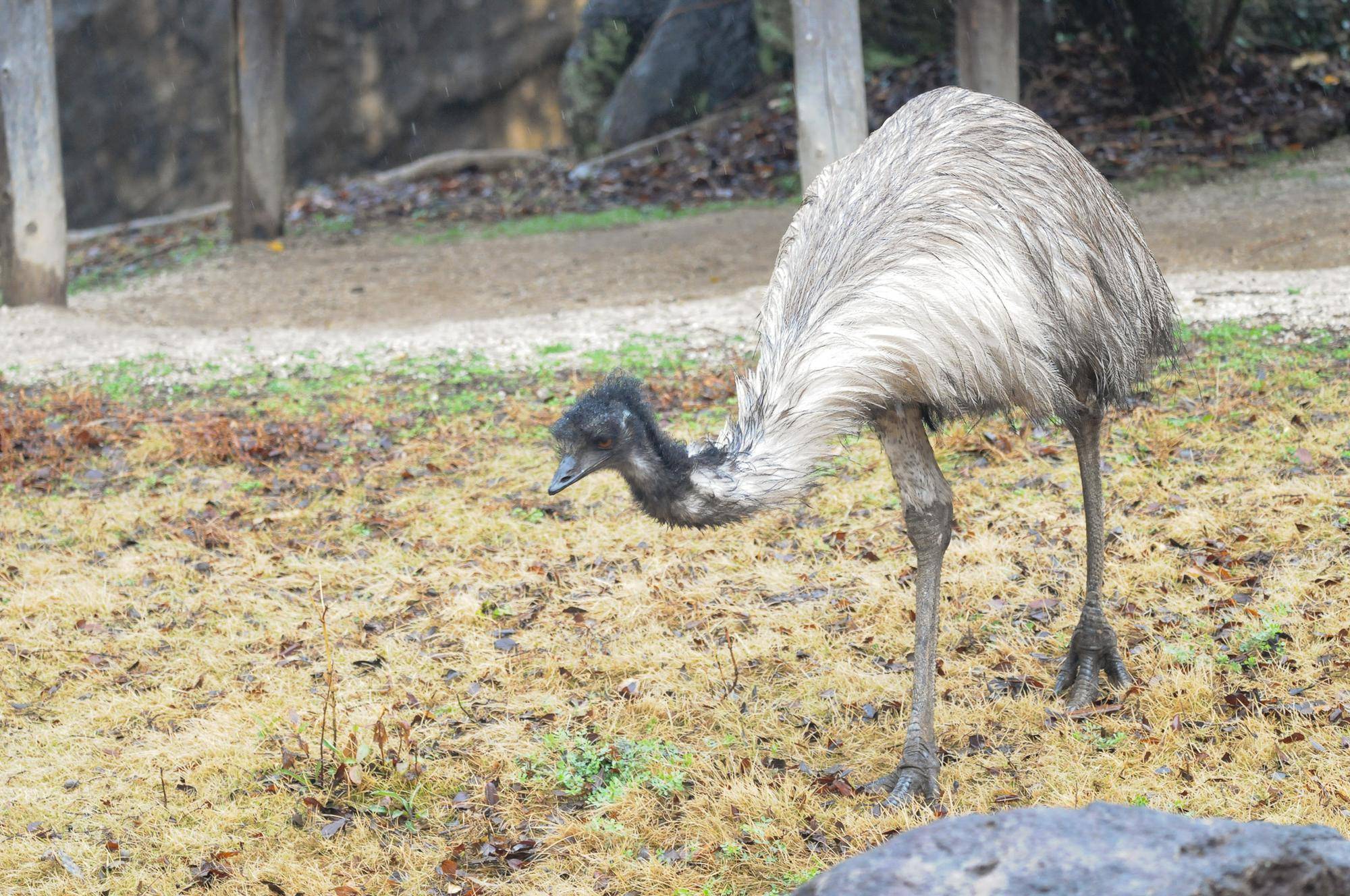 雨の日エミュー (1).jpg