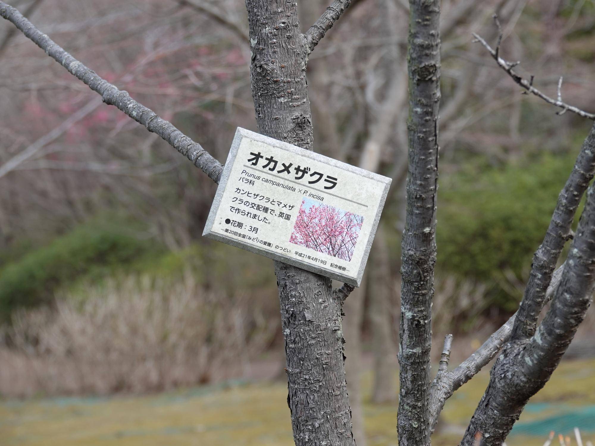 オカメザクラ (9).jpg