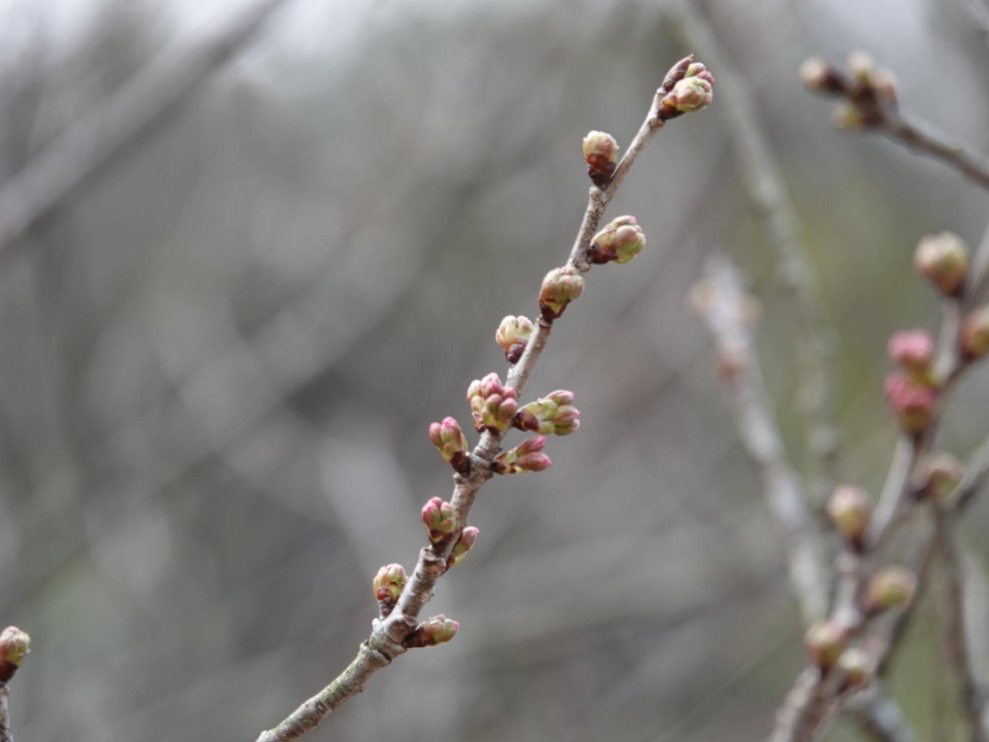 さくらんぼの木 (1).jpg