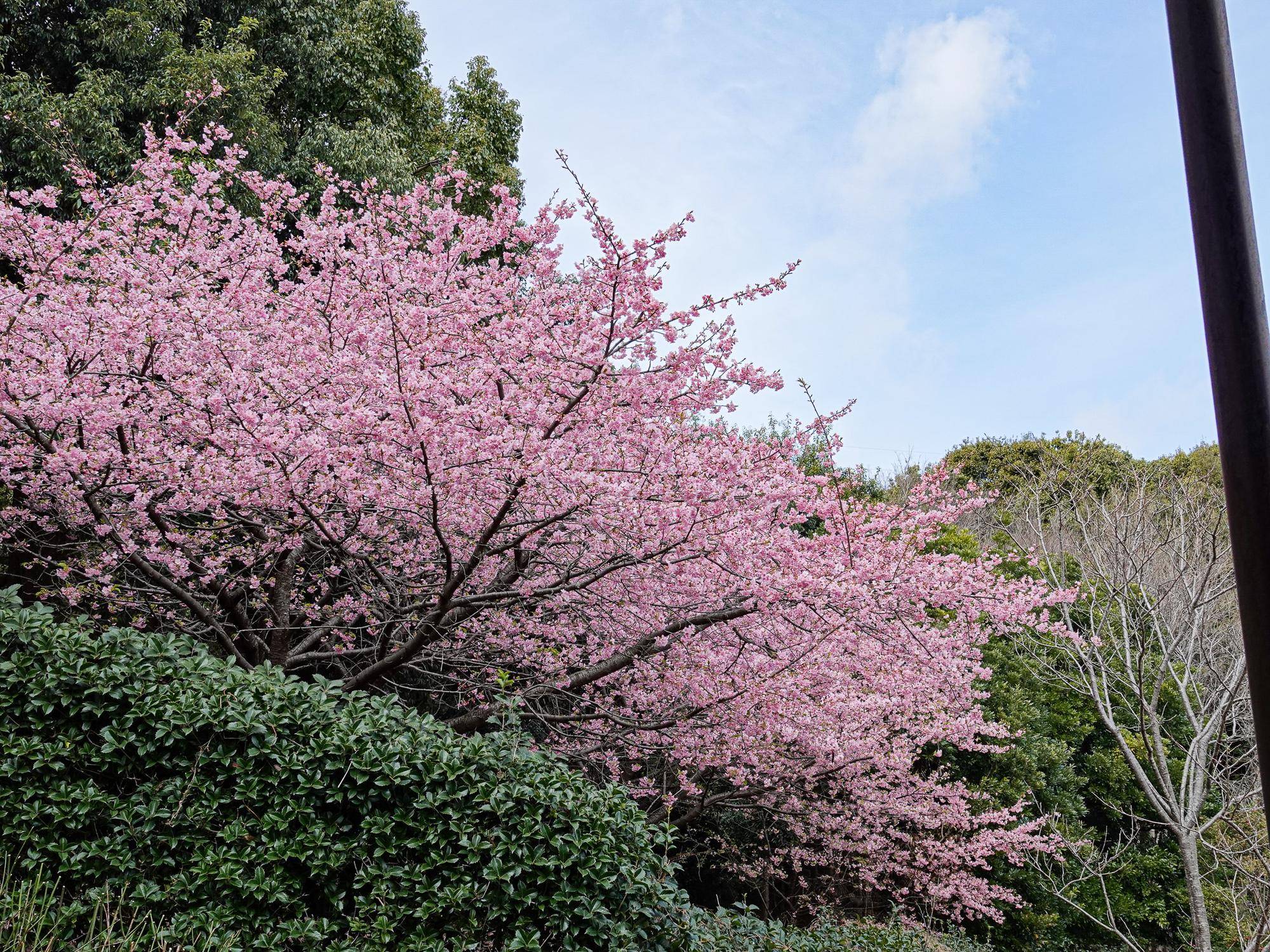 河津桜 0229 (1).jpg