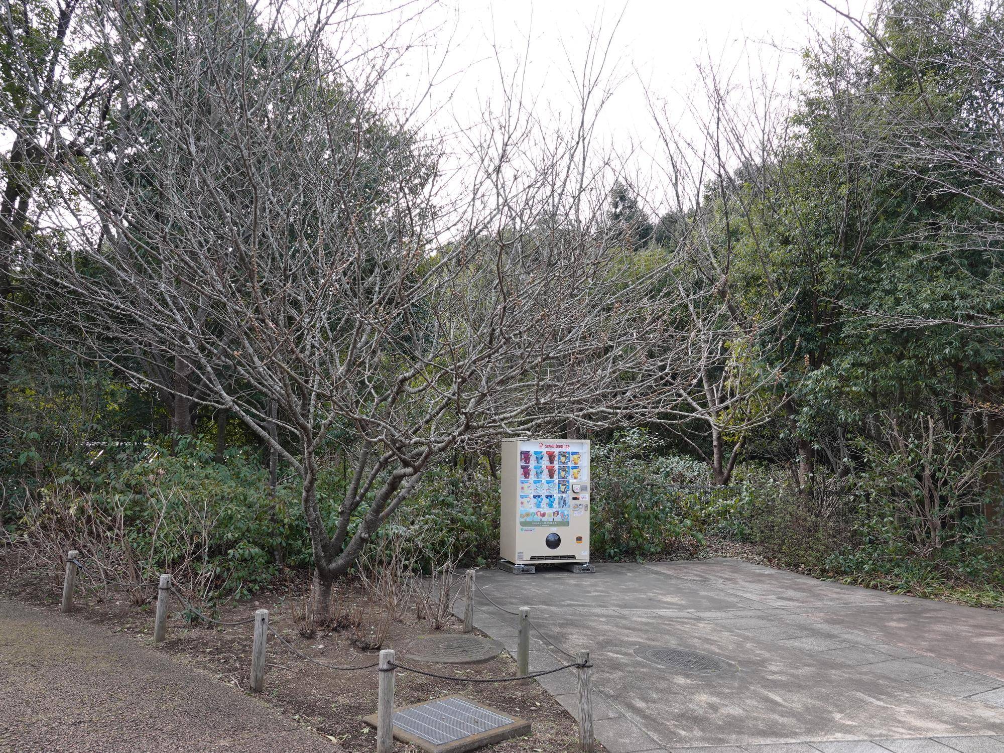 さくらんぼの木 (2).jpg