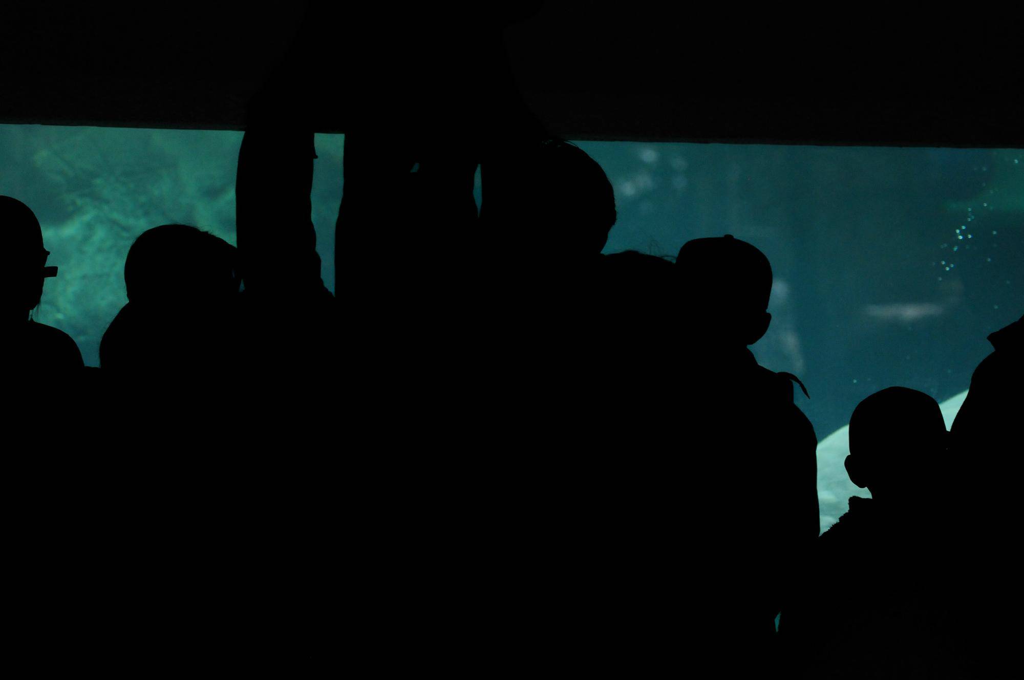 ホッキョクグマの水中ビュー (2).jpg