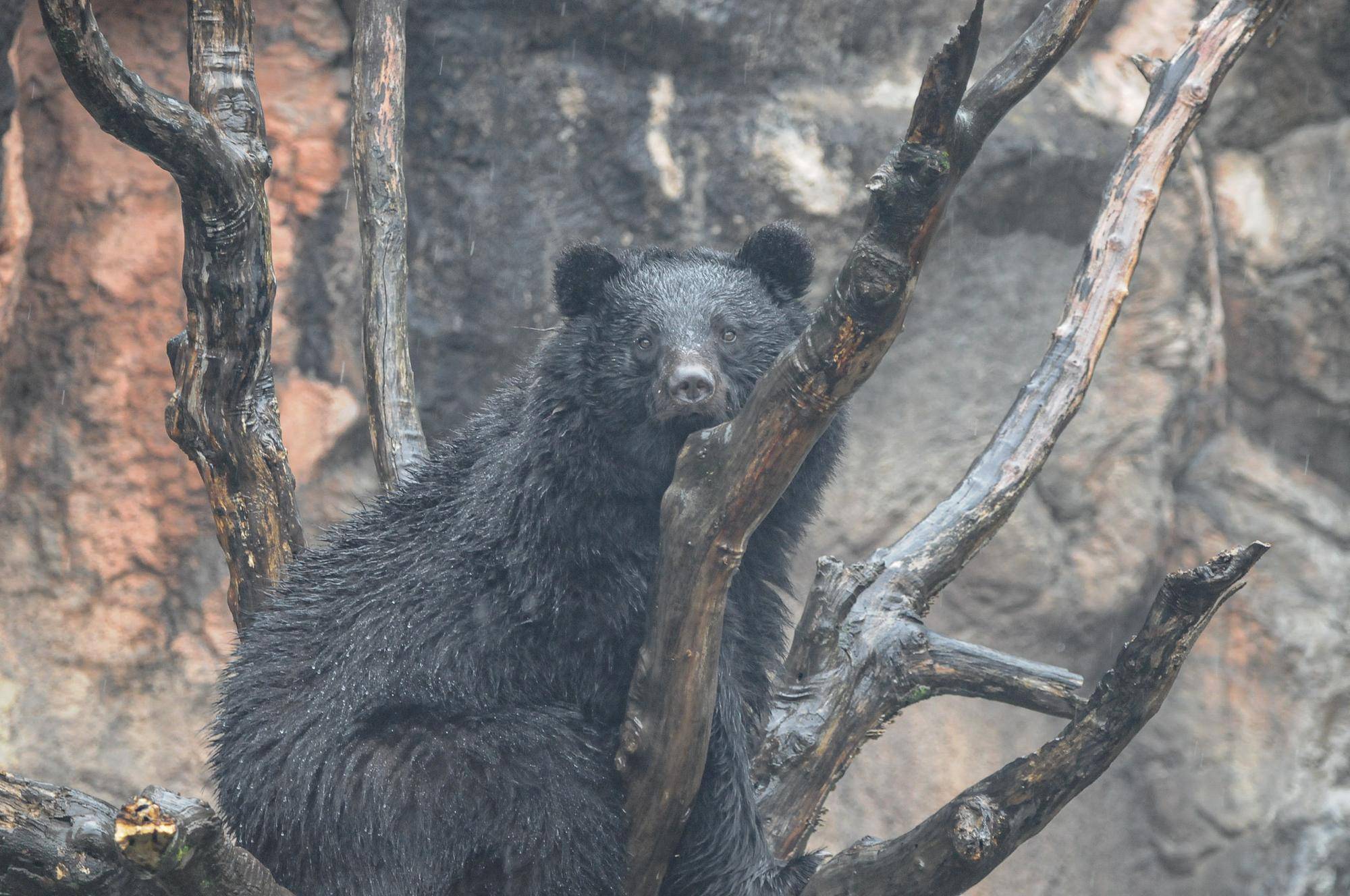 雨の日ツキノワグマ (1).jpg