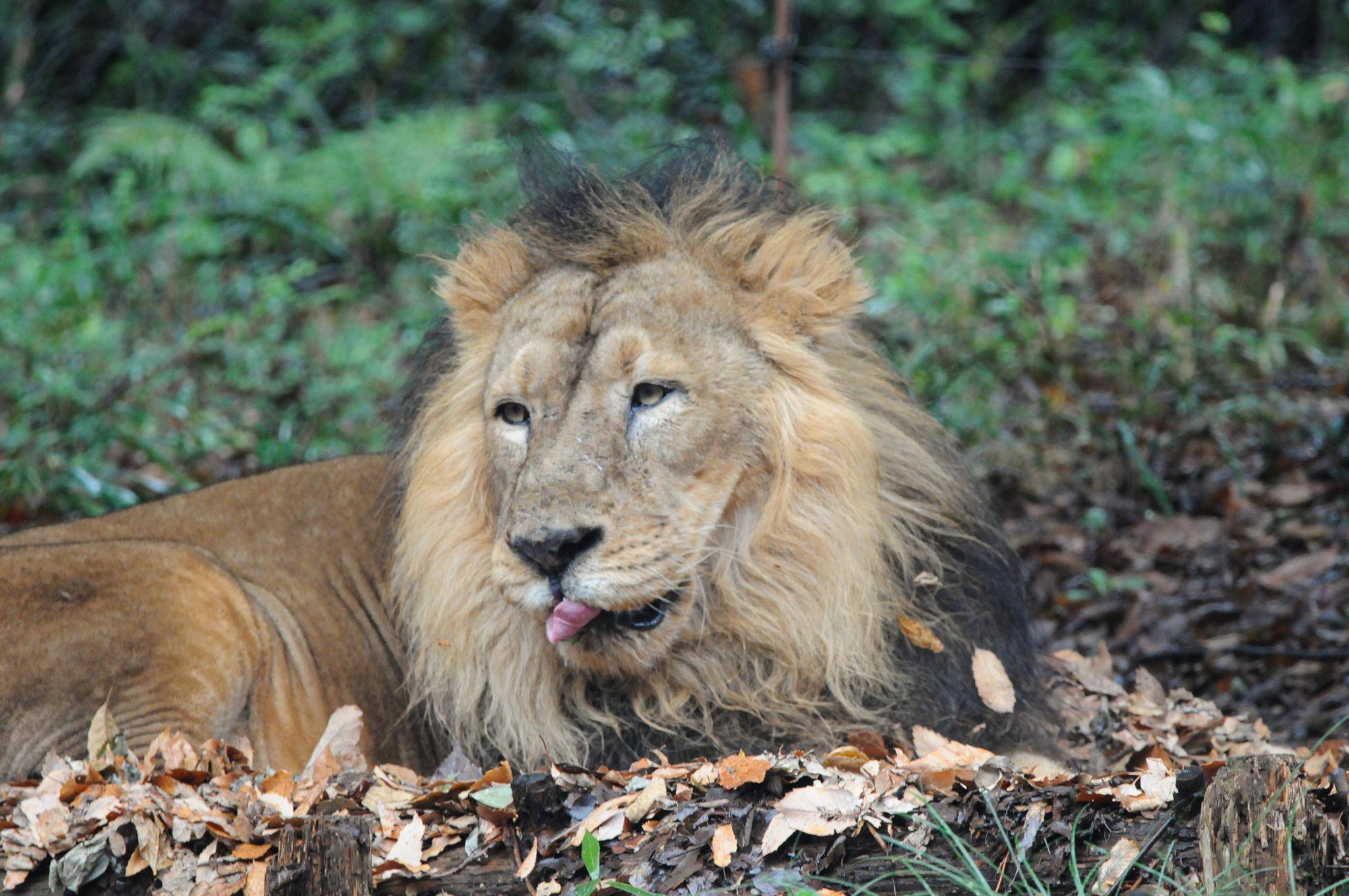 雨の日インドライオン (2).jpg