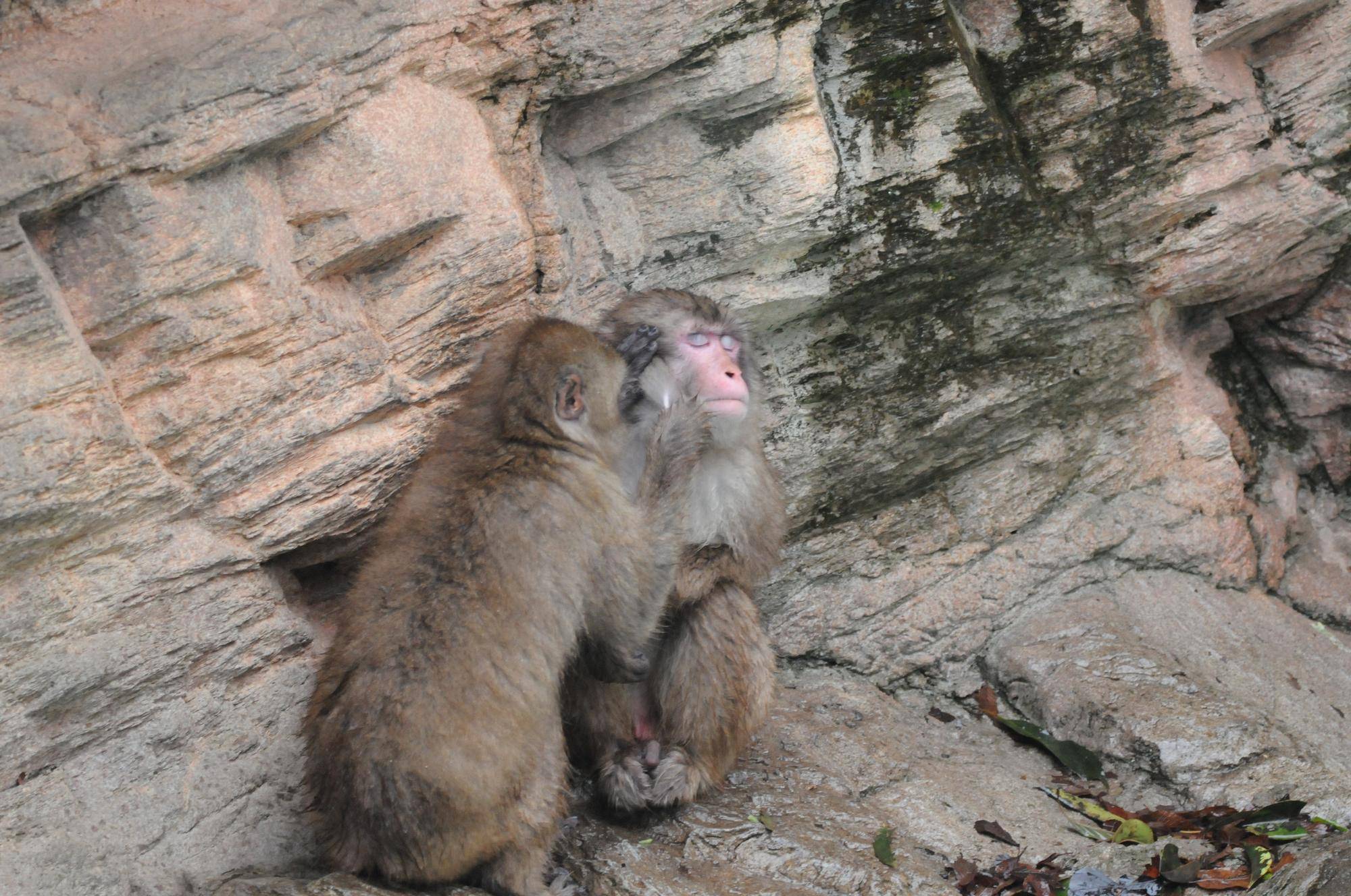 雨のニホンザル (4).jpg
