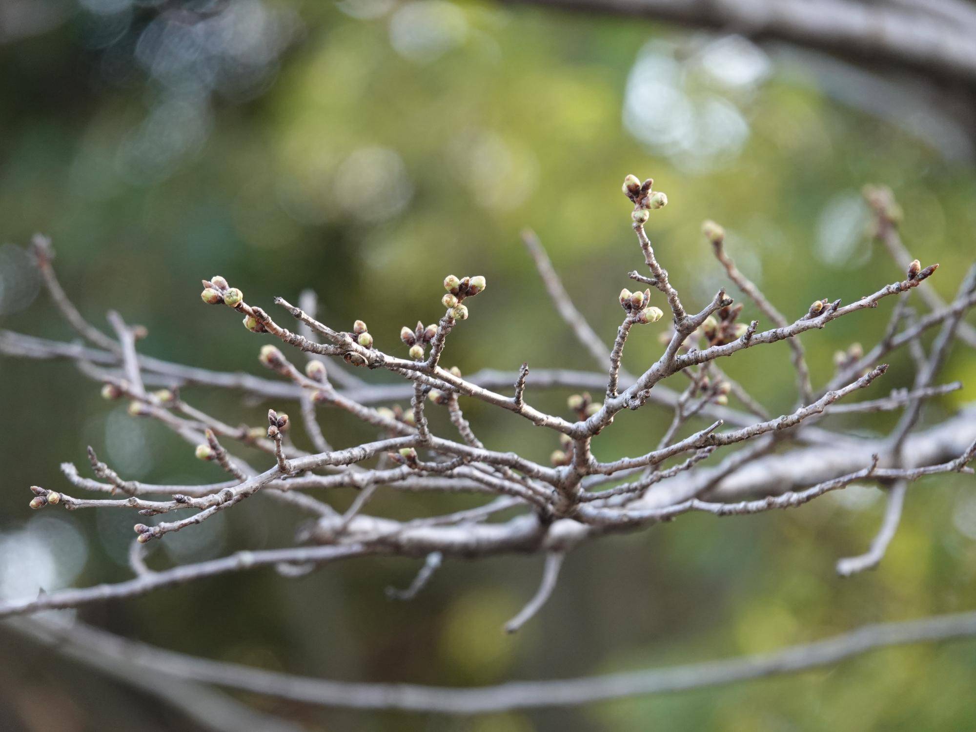 ころころ広場 アフリカゾウのレプリカの近く (2).jpg