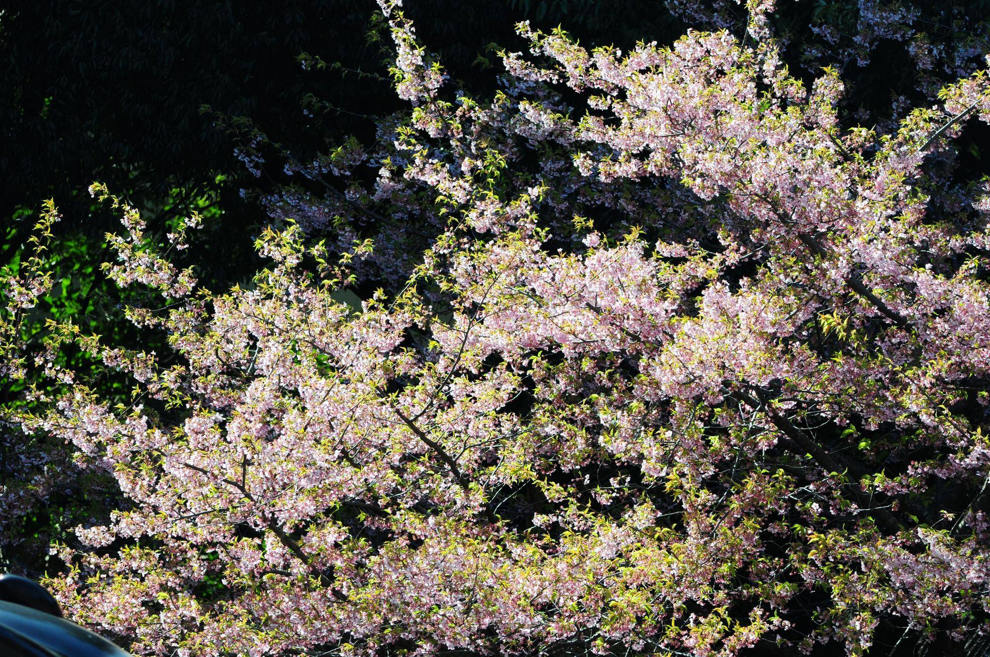 0313 河津桜 (2).jpg