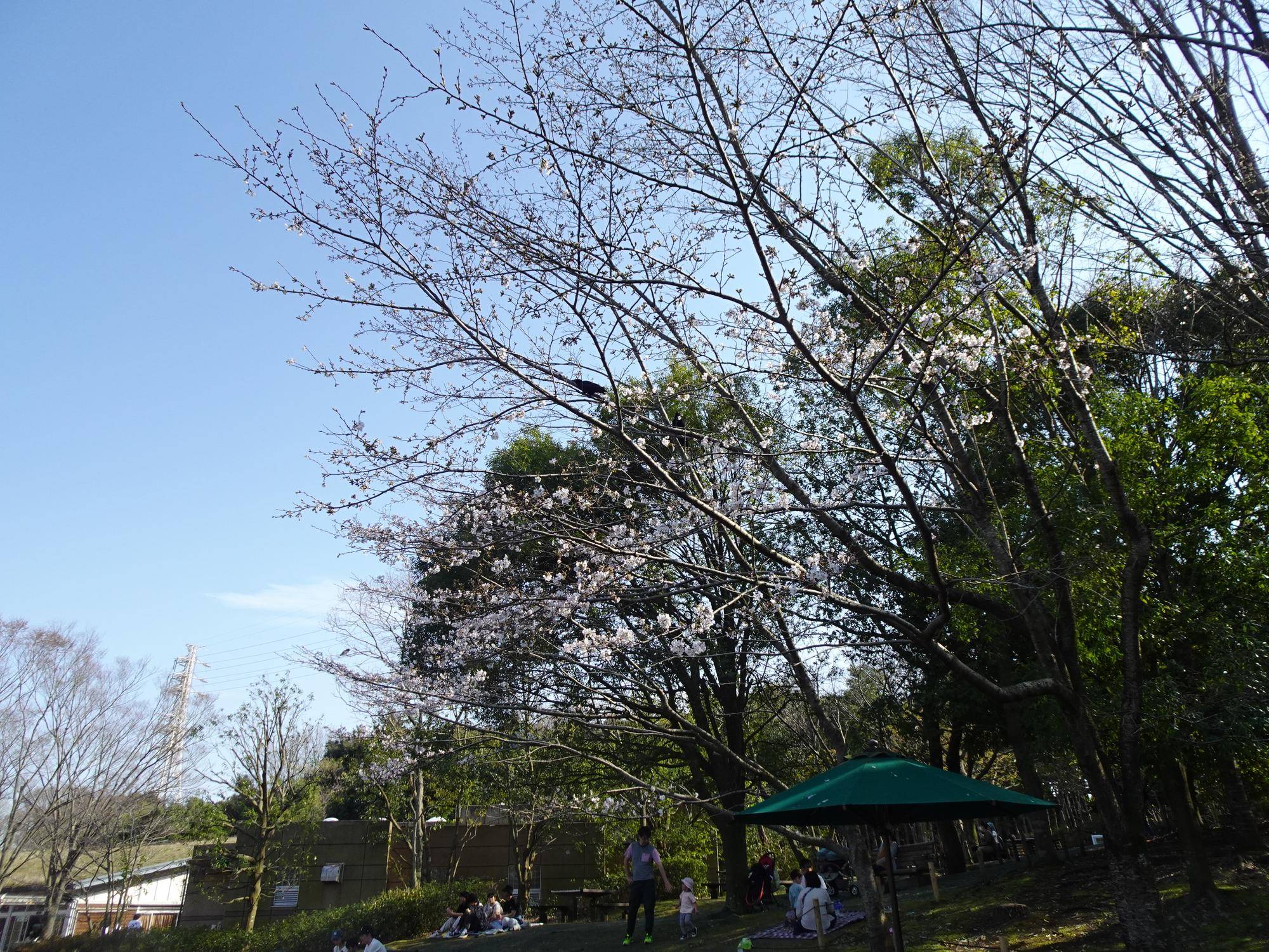 ソメイヨシノ開花 (3).jpg