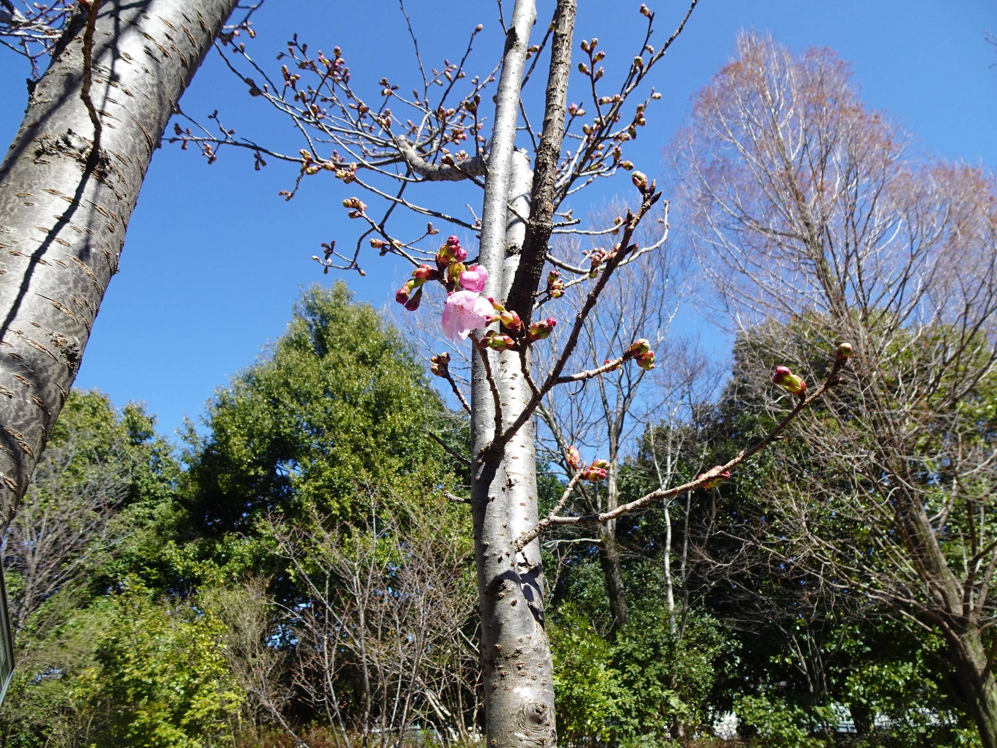 陽光(ヨウコウ) (1).jpg