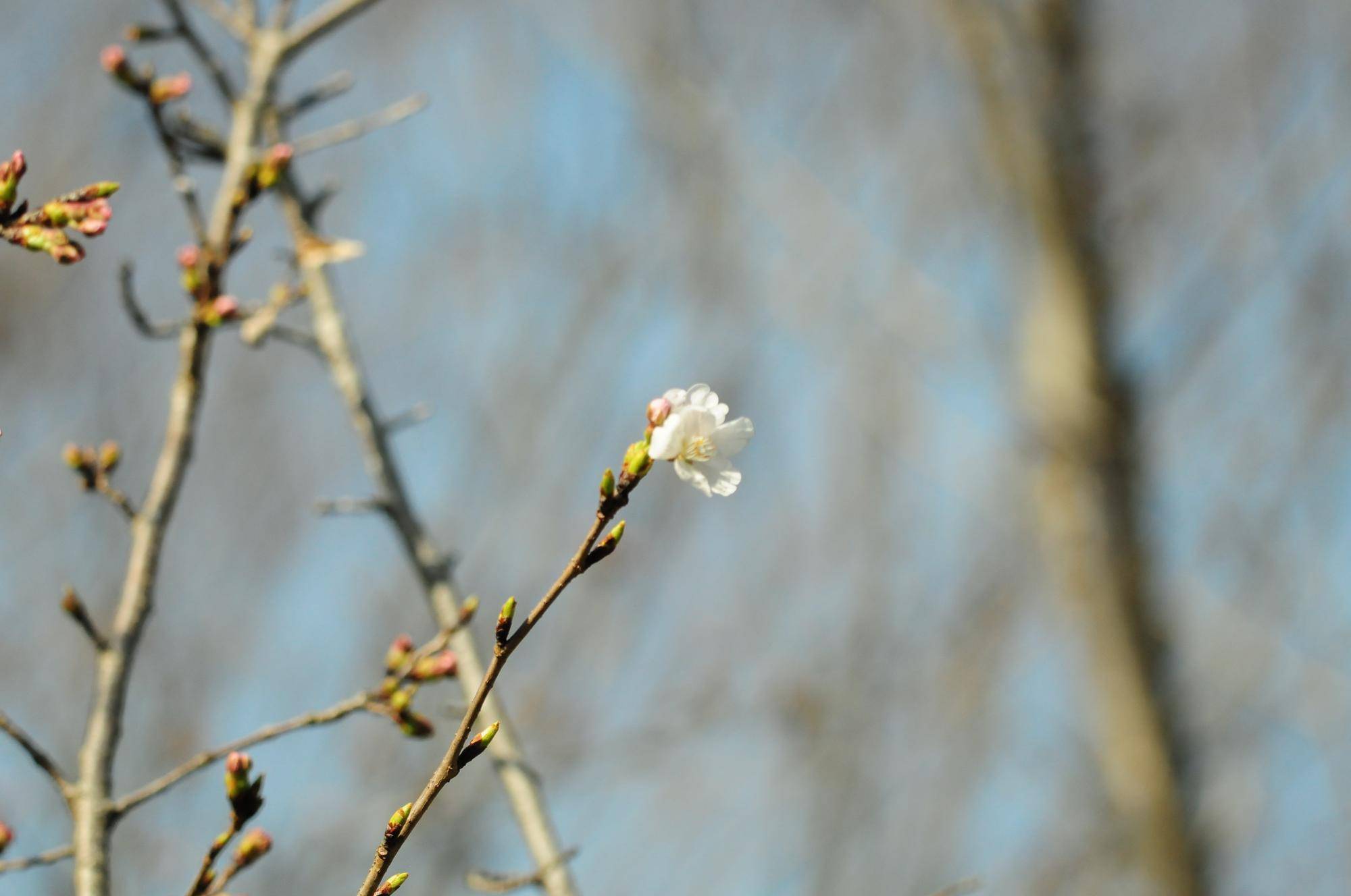 ソメイヨシノ開花.jpg