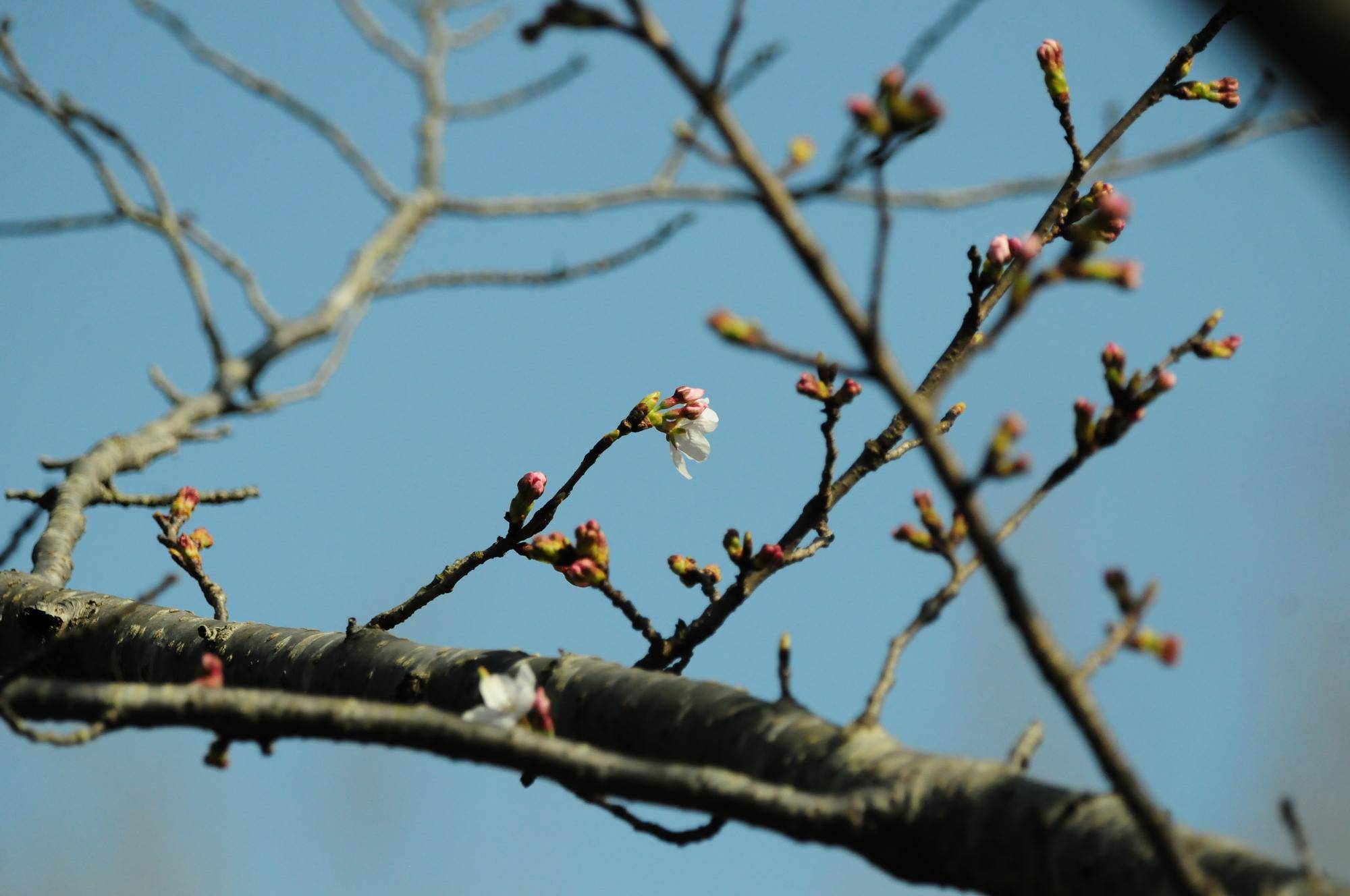 ソメイヨシノ開花 (2).jpg