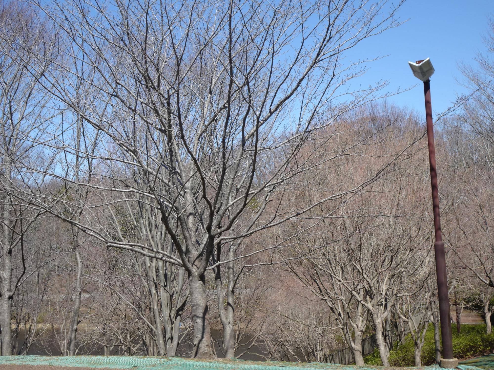 ソメイヨシノ (2).jpg