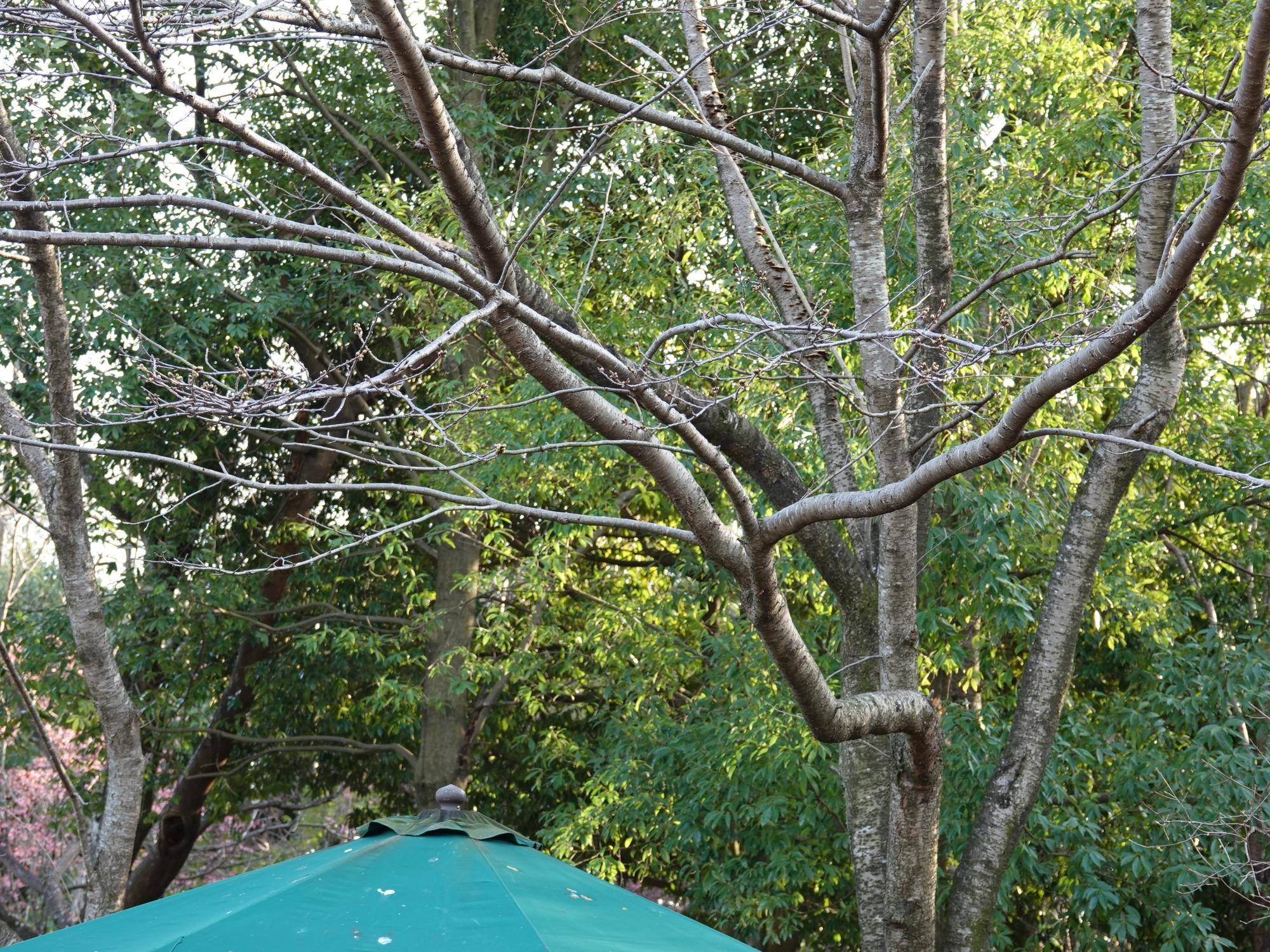 ころころ広場 アフリカゾウのレプリカの近く.jpg