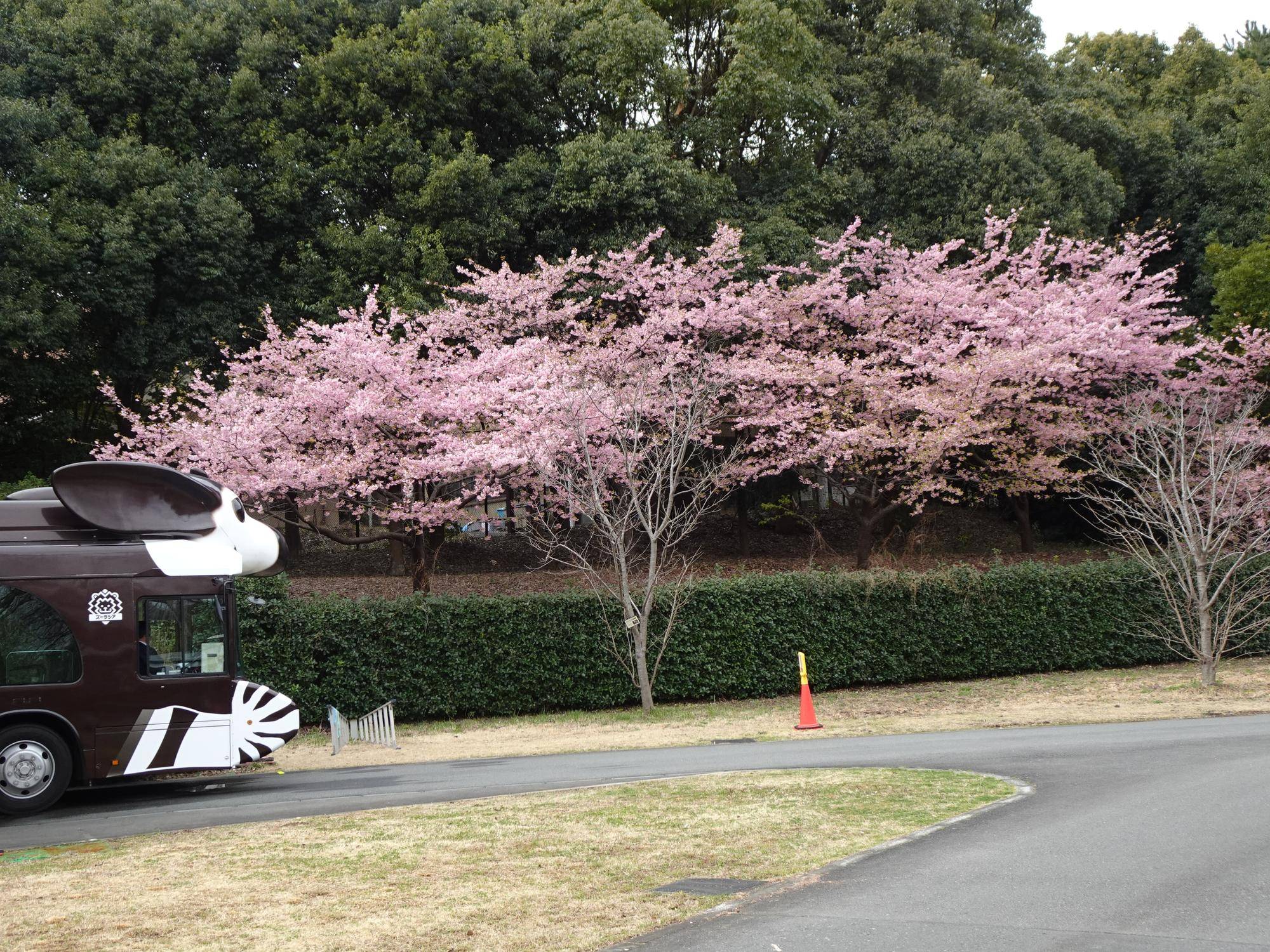0307河津桜.jpg