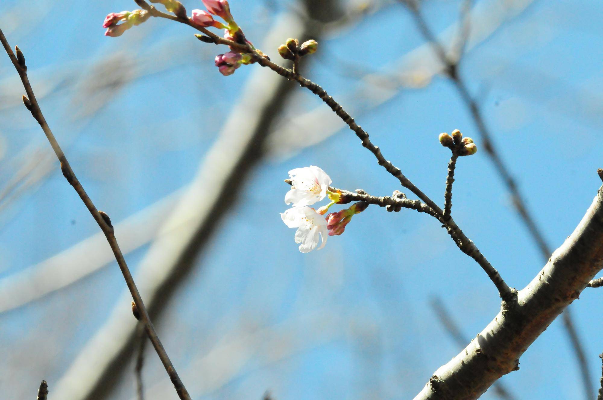 ソメイヨシノ開花.jpg
