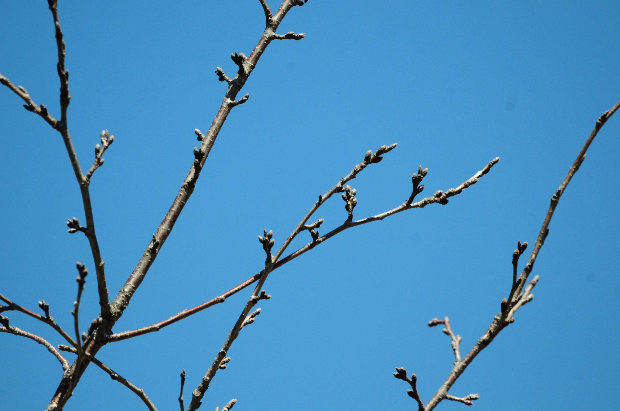 ソメイヨシノ (1).jpg