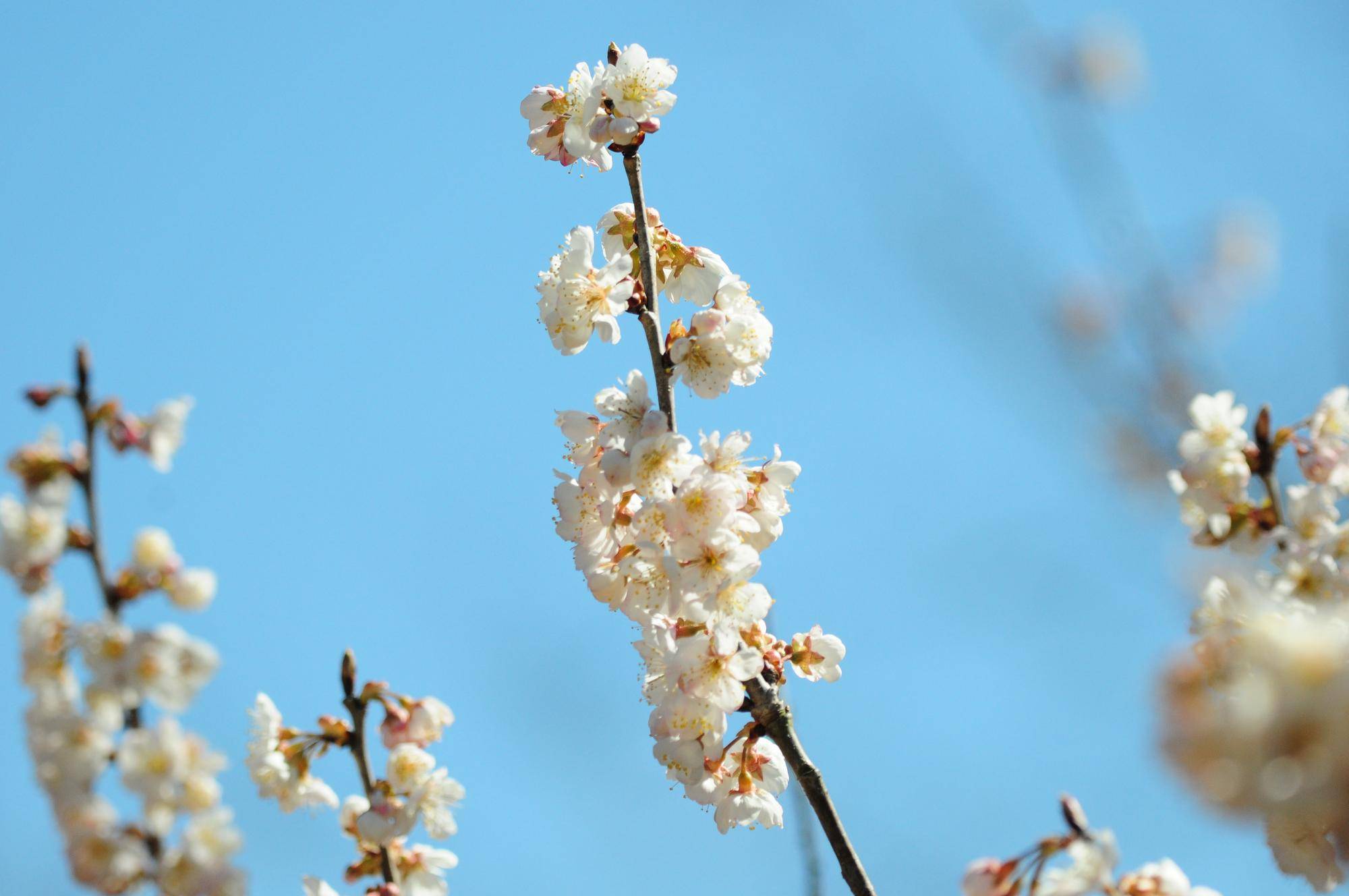 さくらんぼの木 (2).jpg