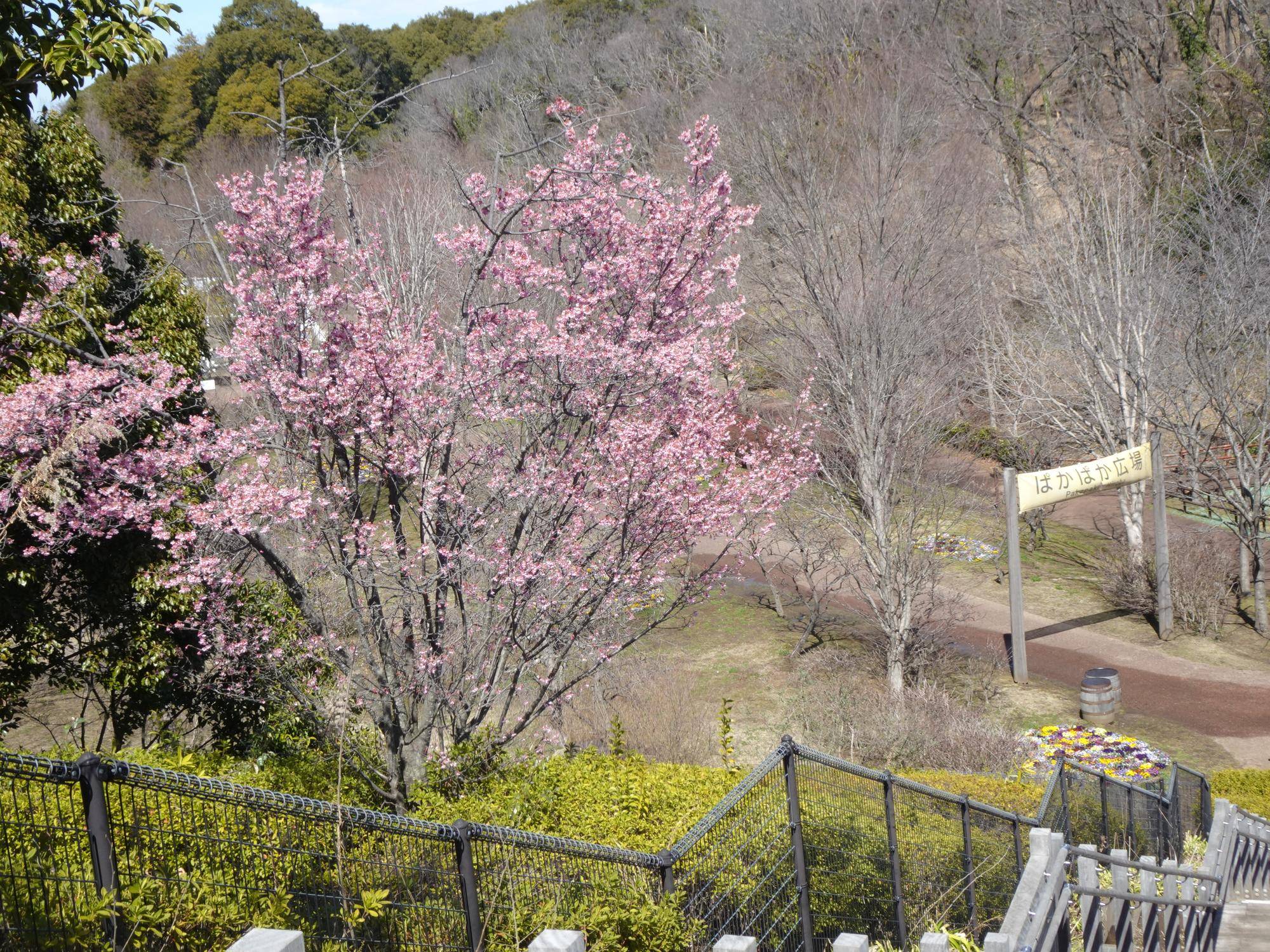 0313 オカメザクラ (1).jpg