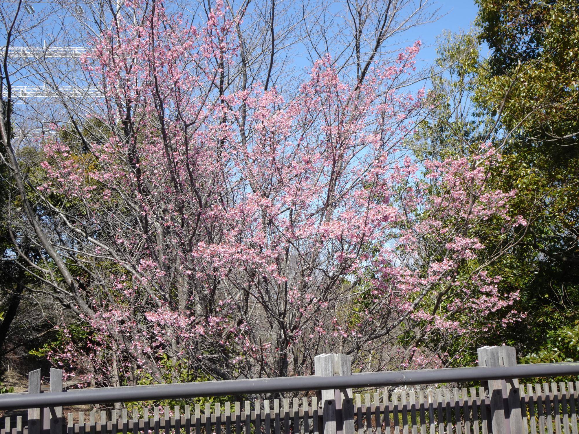 0313 オカメザクラ (2).jpg